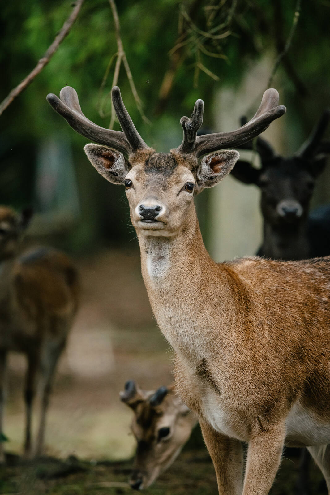 Damwildgehege Langenberger Forst