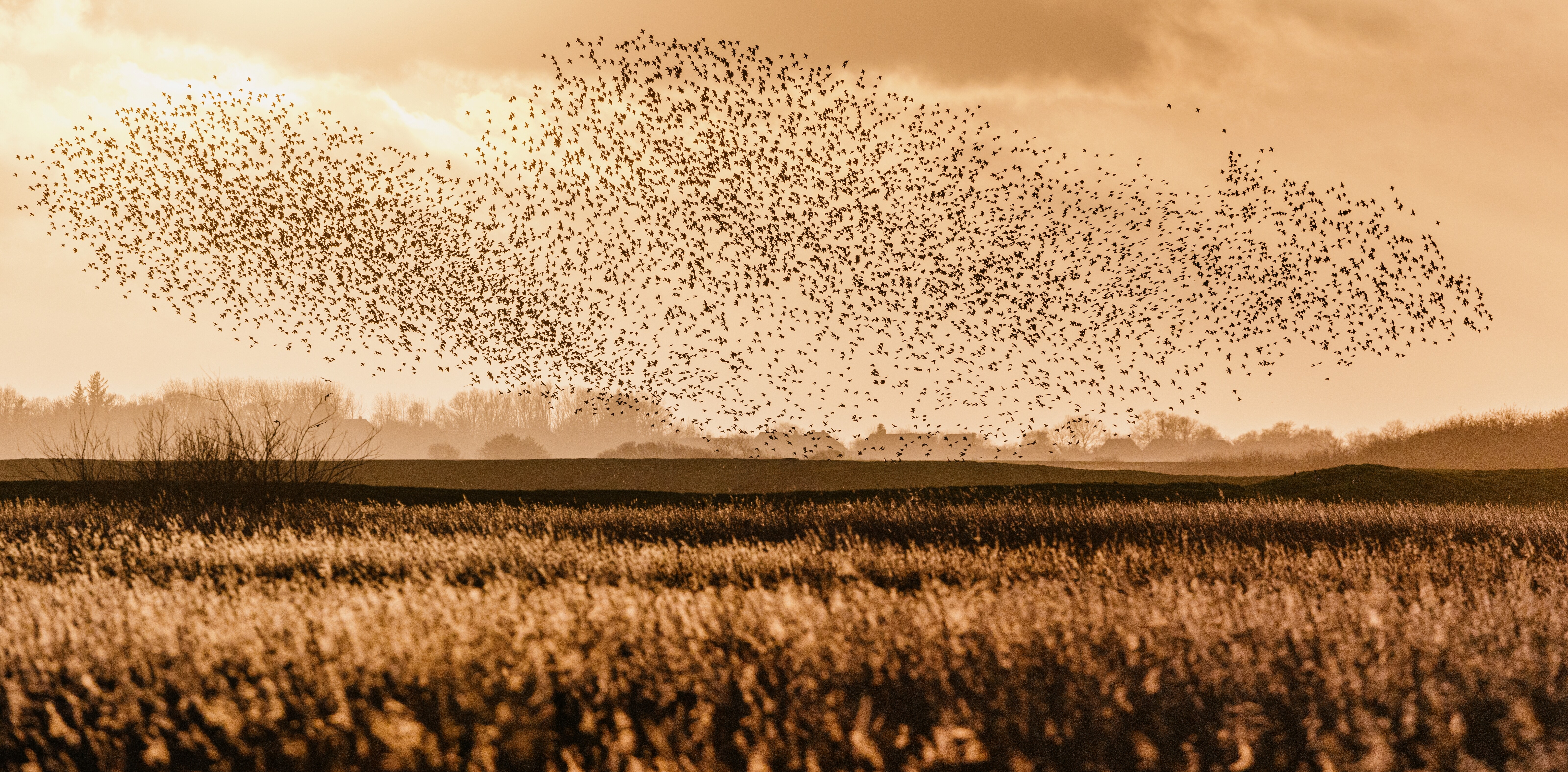 Schwarze Sonne/Sort Sol: Tanz der Stare auf einem Feld in Aventoft an der dänischen Grenze