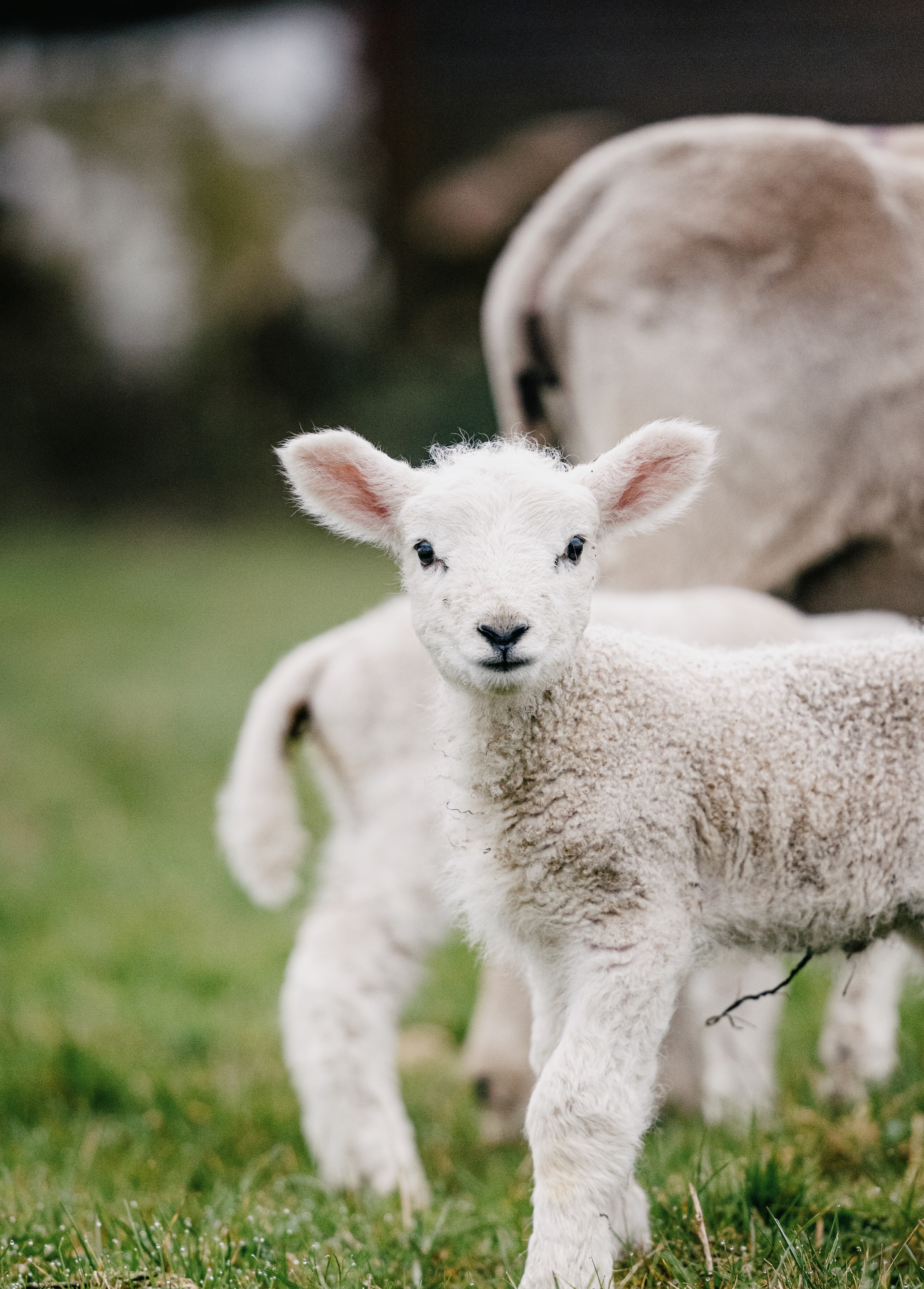 Nordseeküste Nordfriesland | Markus Rohrbacher, Lammzeit in Nordfriesland Lammzeit in Nordfriesland