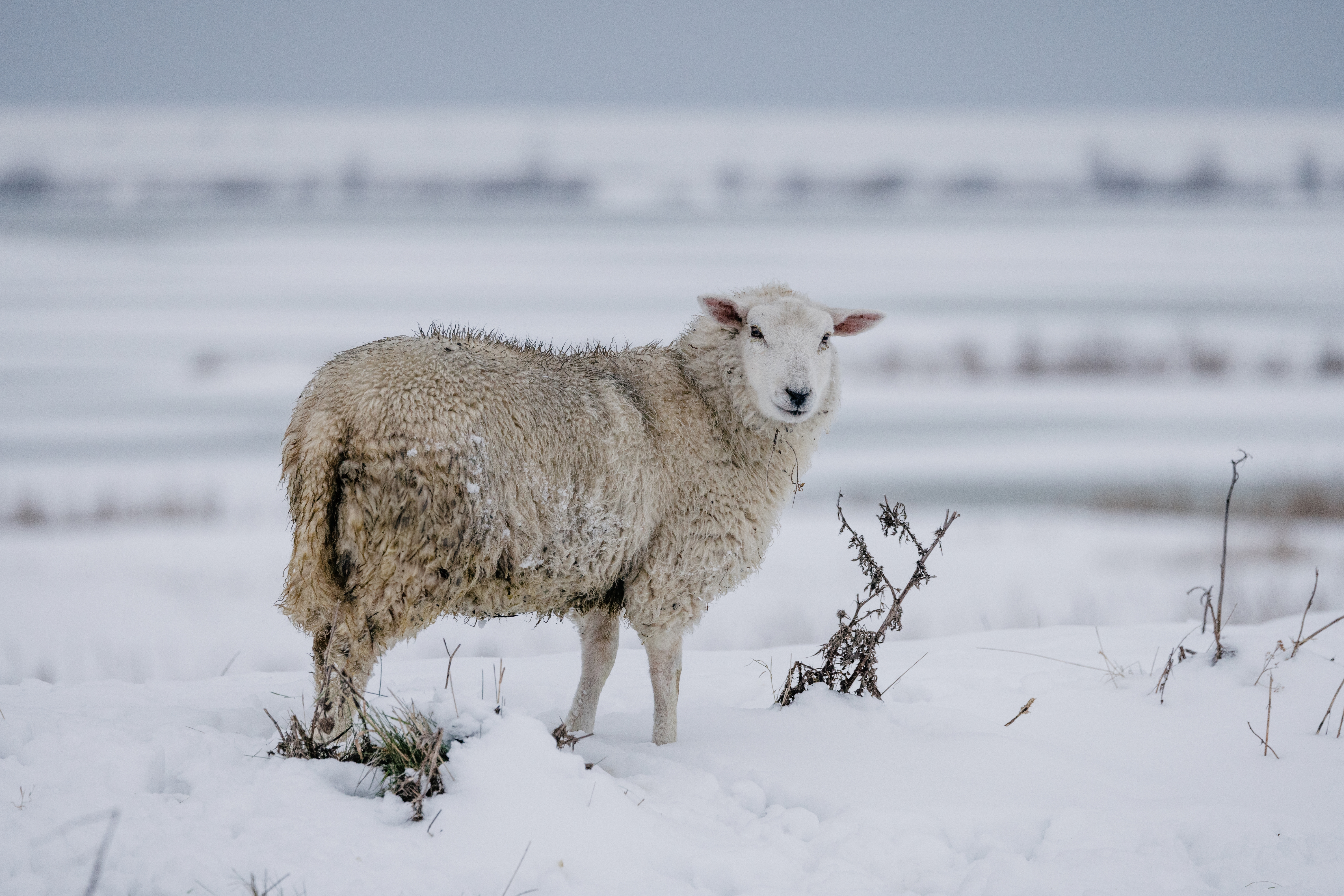 Weite weiße Winterwelt in Nordfriesland