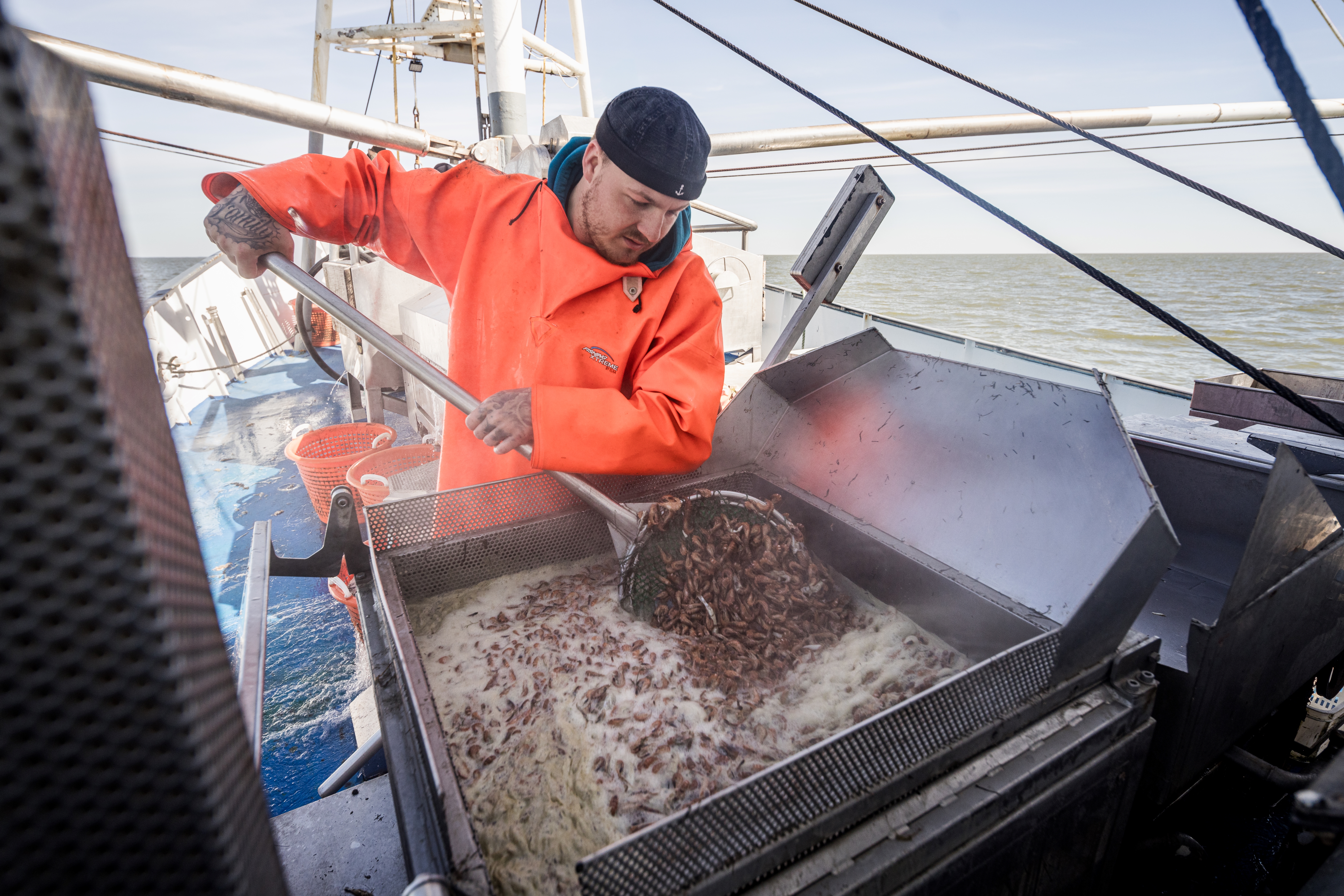 Direkt nach dem Fang werden die Krabben auf dem Kutter gekocht und für den Verkauf im Hafen vorbereitet.