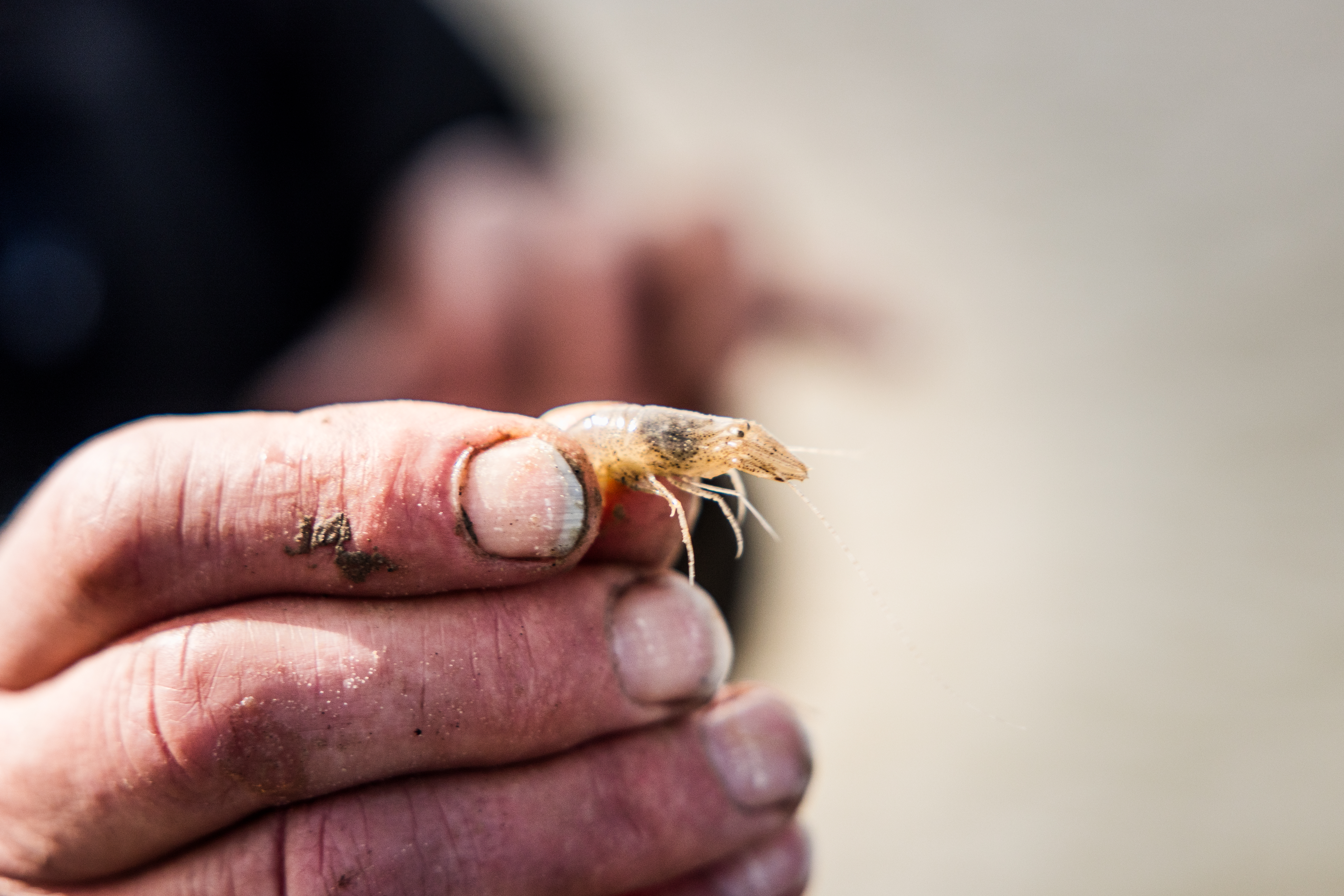 Angepasst an das Leben im Wattenmeer: Die Nordseegarnele bevorzugt flache, sandige und schlickige Bereiche
