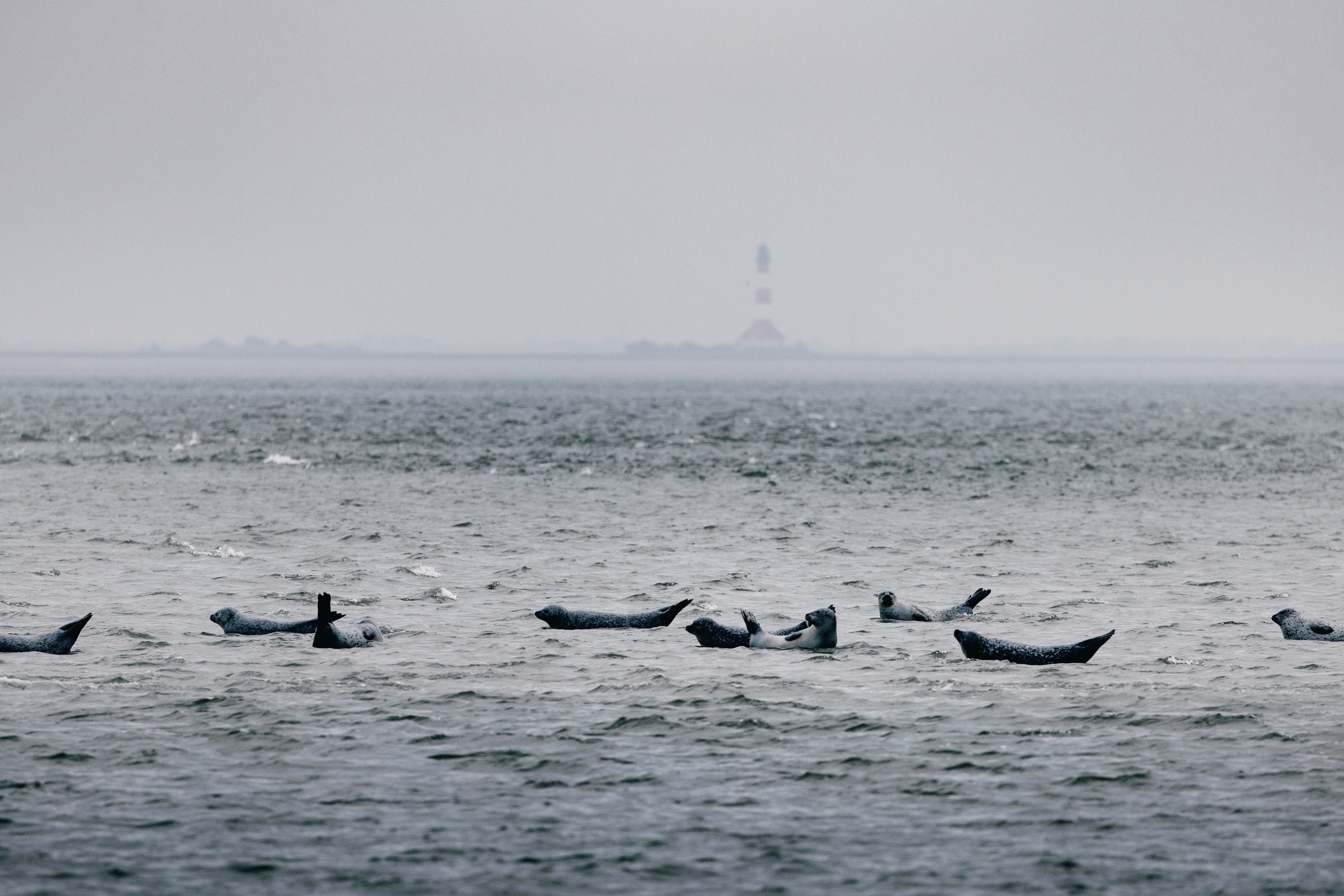 Seehunde auf einer Sandbank vor Pellworm