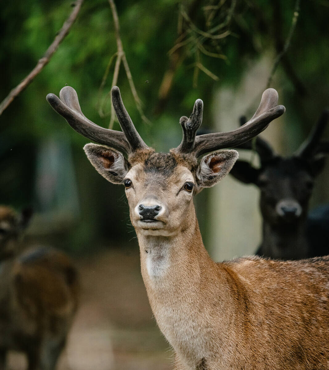 Damwildgehege Langenberger Forst