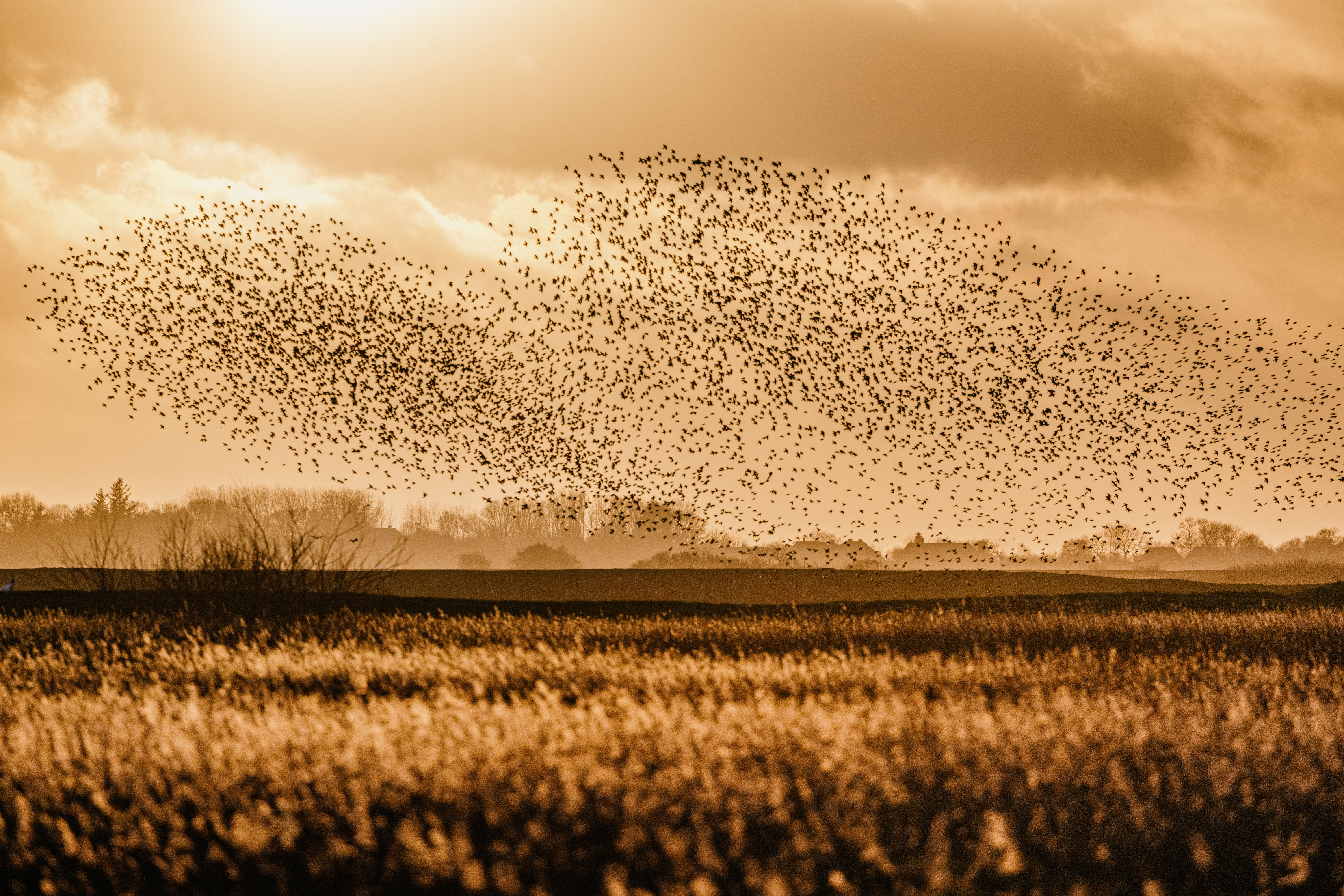 Tanz der Stare in Aventoft