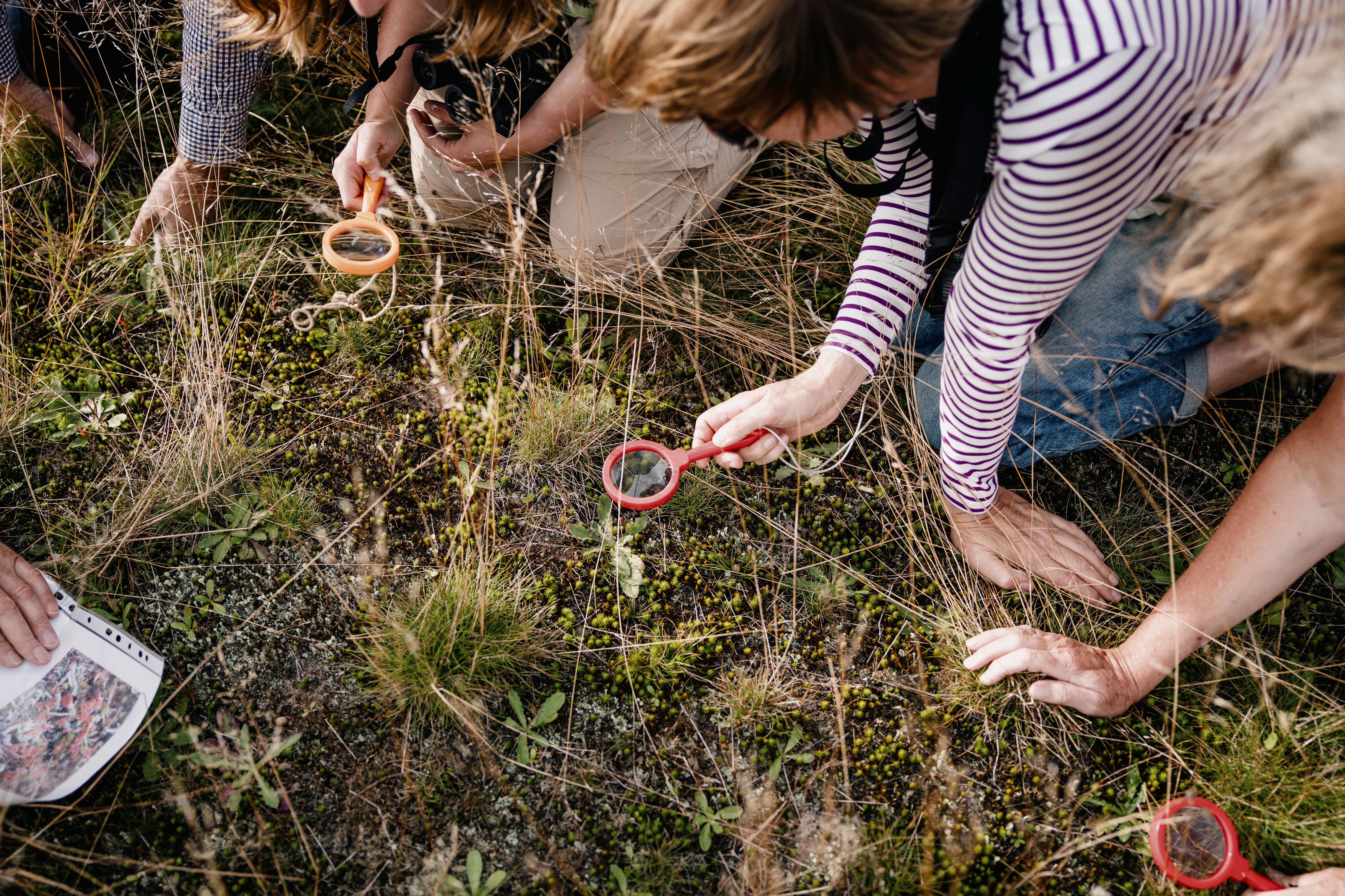 Naturveranstaltungen vom Naturkundemuseum Niebüll