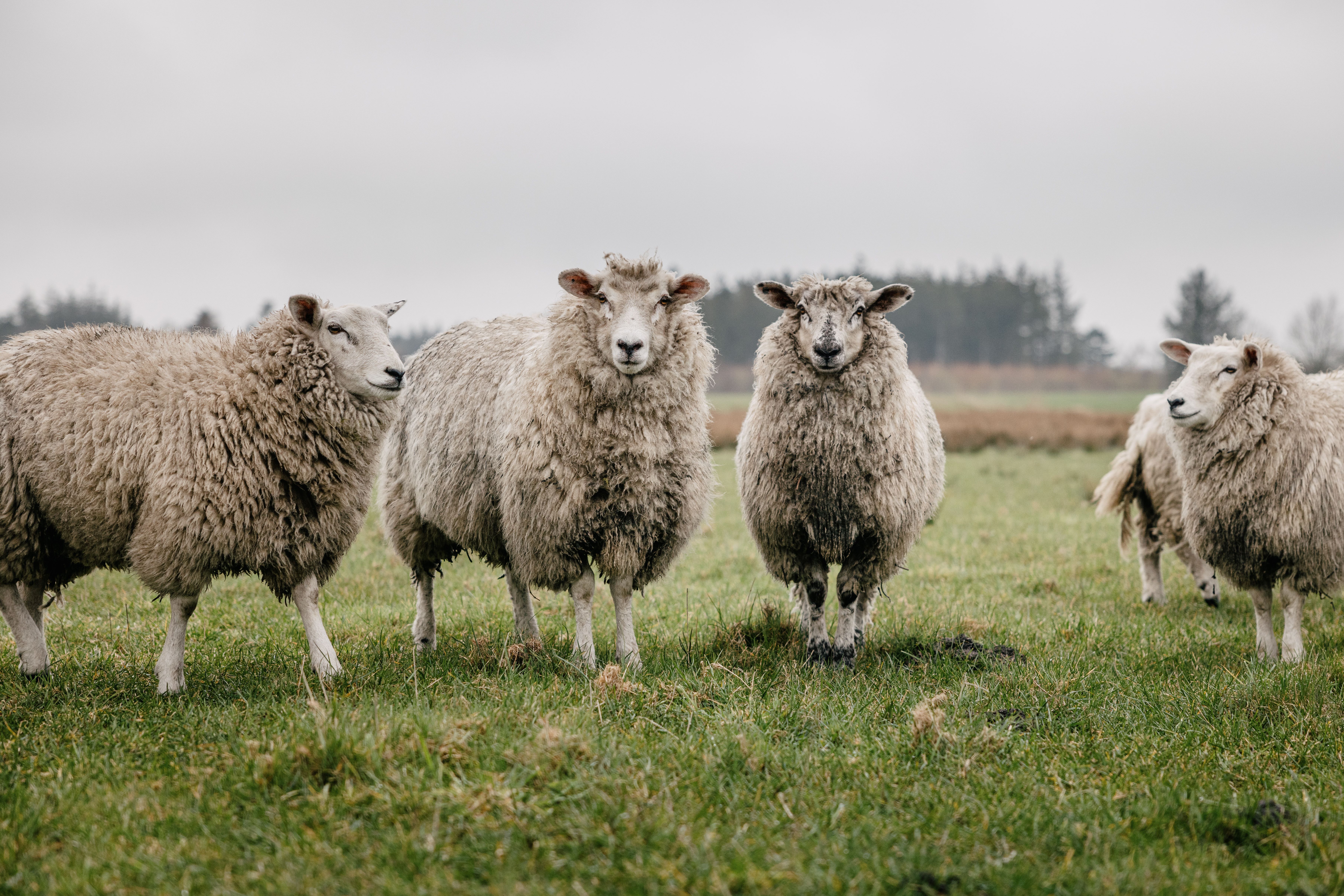 Schafe vom Biohof Hof Oldsen in Langenhorn auf der Weide