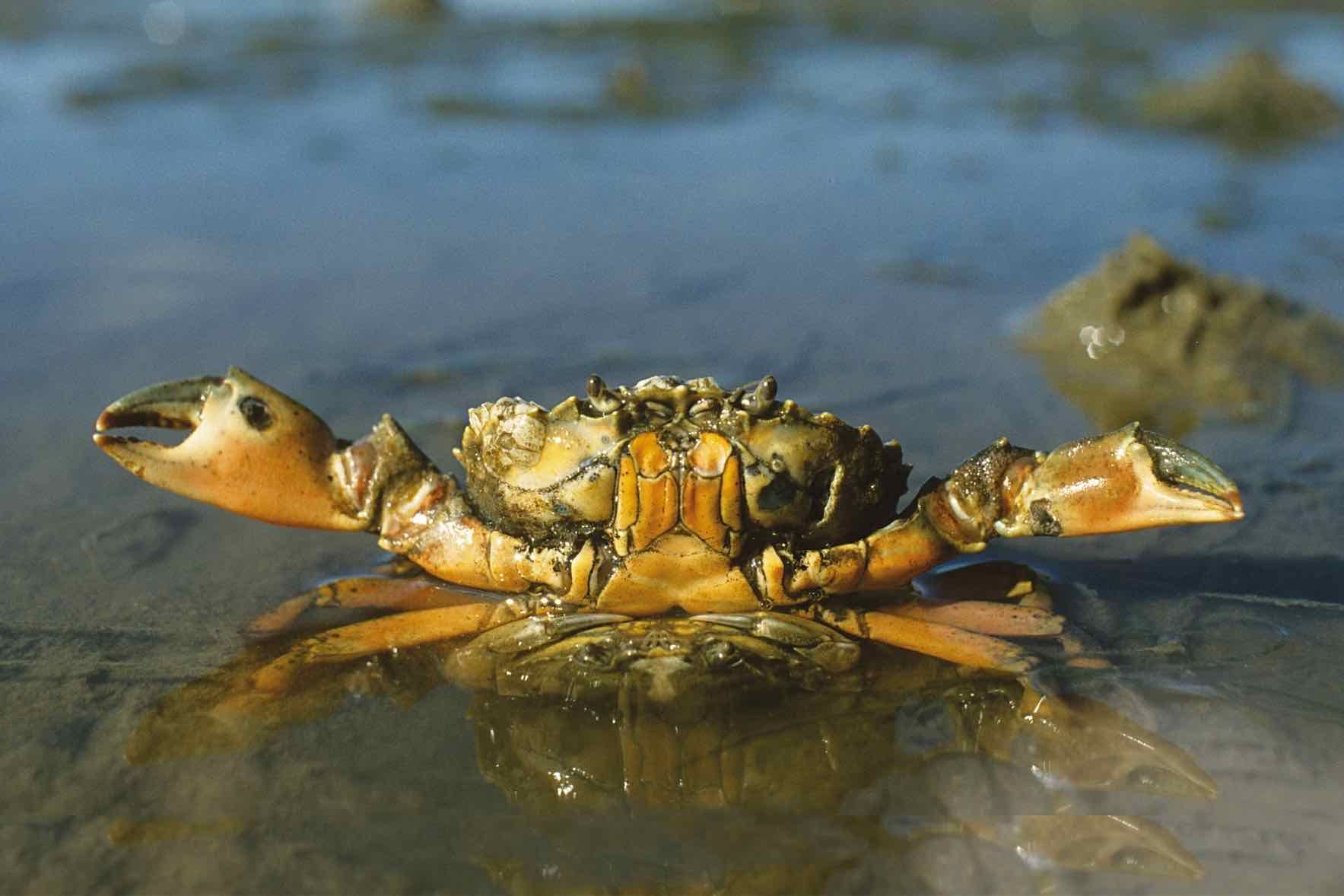 Entdeckt mit uns das Abenteuer Wattenmeer. Auf unserer Wattwanderung für Kinder und Familien lernen wir den Wattwurm und weitere Bewohner des Meeres kennen.
