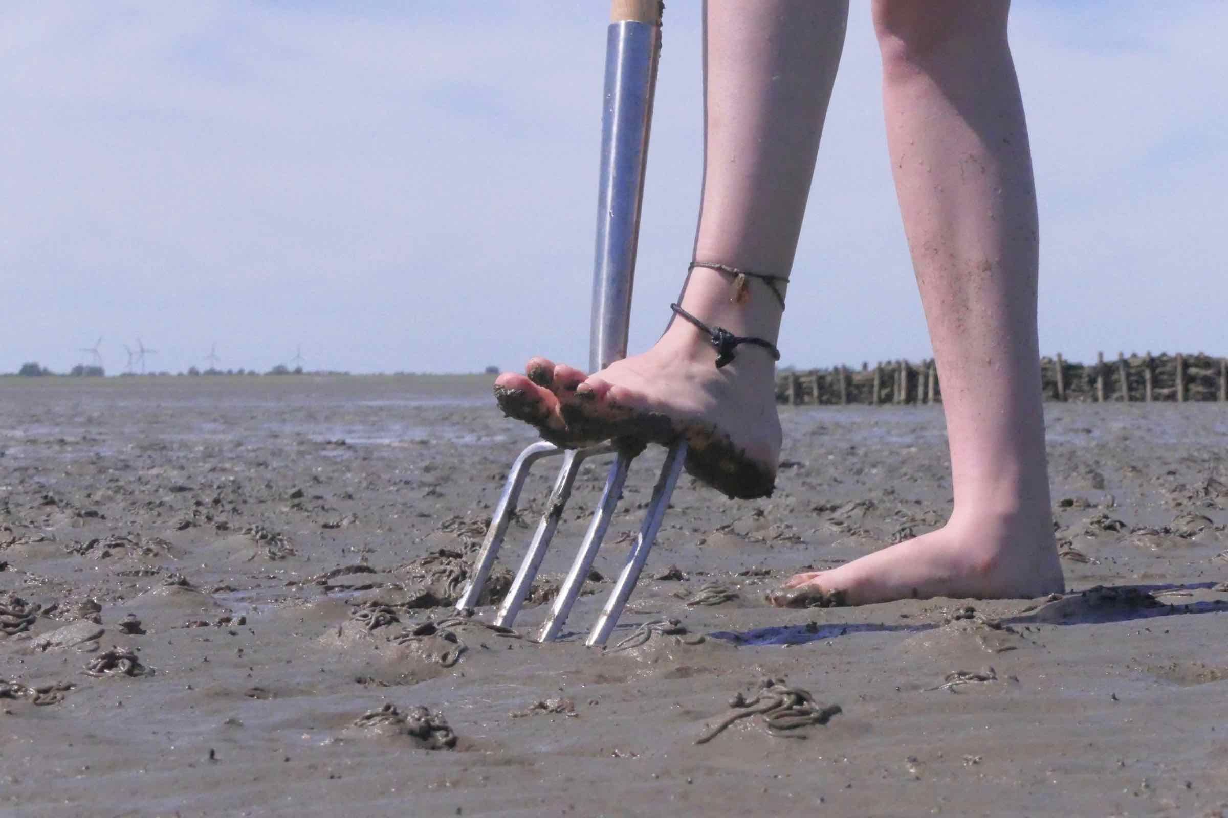 Entdecken Sie mit uns gemeinsam im Schlickwatt, welche Muscheln, Krebse und anderen Tiere im Sand und Schlick leben und wie sie sich dem Wechsel von Ebbe und Flut angepasst haben.