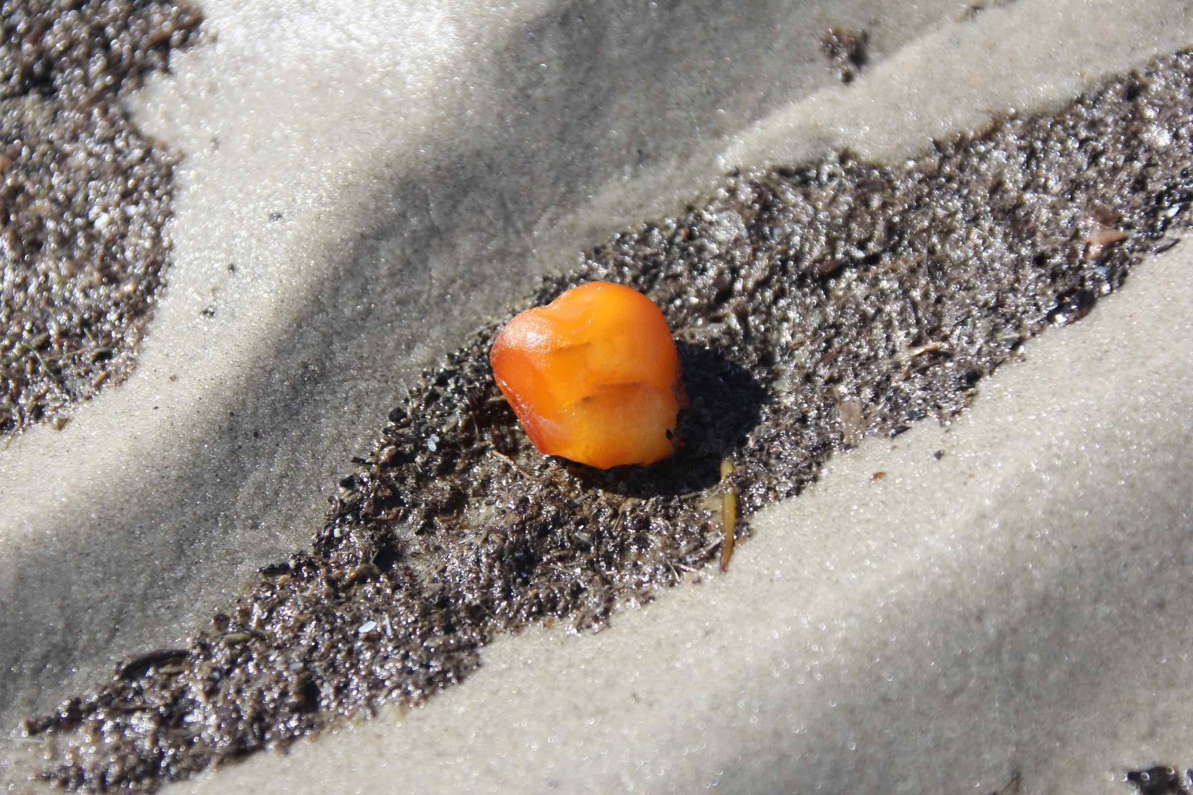 Schleifen Sie gemeinsam mit der Schutzstation Wattenmeer im Nationalpark-Haus auf Pellworm ein Souvenir aus Bernstein und erfahren Sie Spannendes über Herkunft und Alter des Goldes der Nordsee.