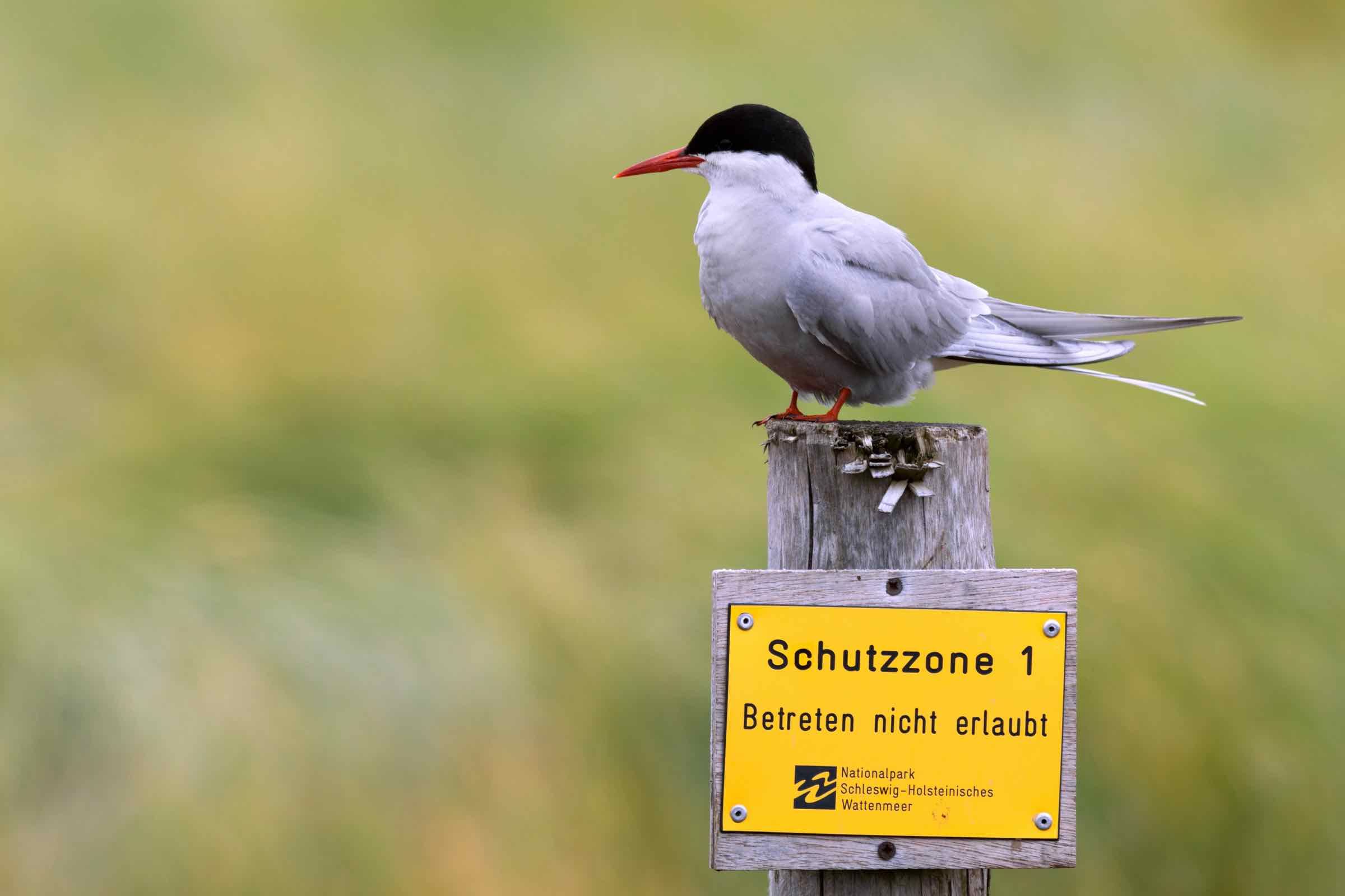 Prima Brutgebiet: 10 % aller Küstenseeschwalben in Deutschland brüten auf der Hallig Langeneß.