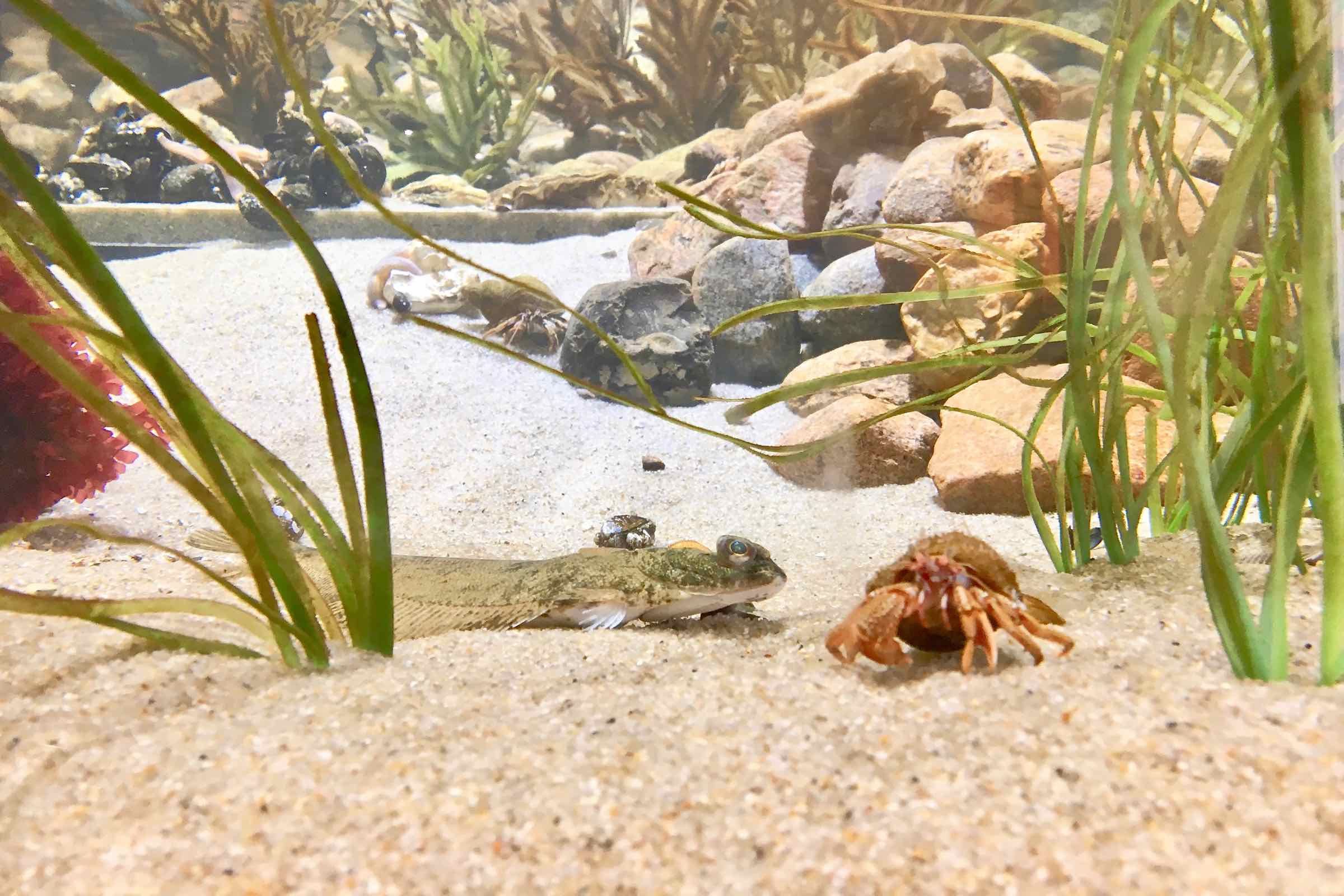 Diese Führung lädt Sie ein in die Unterwasserwelt der Nordsee. Lernen Sie die faszinierenden Bewohner aus der Nähe kennen und erfahren Sie mehr über ihre Lebensweise.