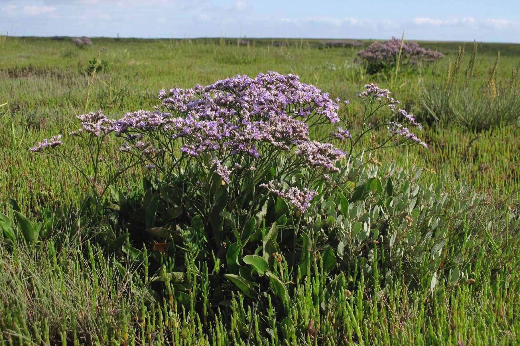 Begleiten Sie uns auf dieser interessanten (und herausfordernden) Wanderung durch das Weltnaturerbe Wattenmeer zur Hallig Nordstrandischmoor und zurück (Dauer: etwa 5 Stunden, Strecke: 8 km).