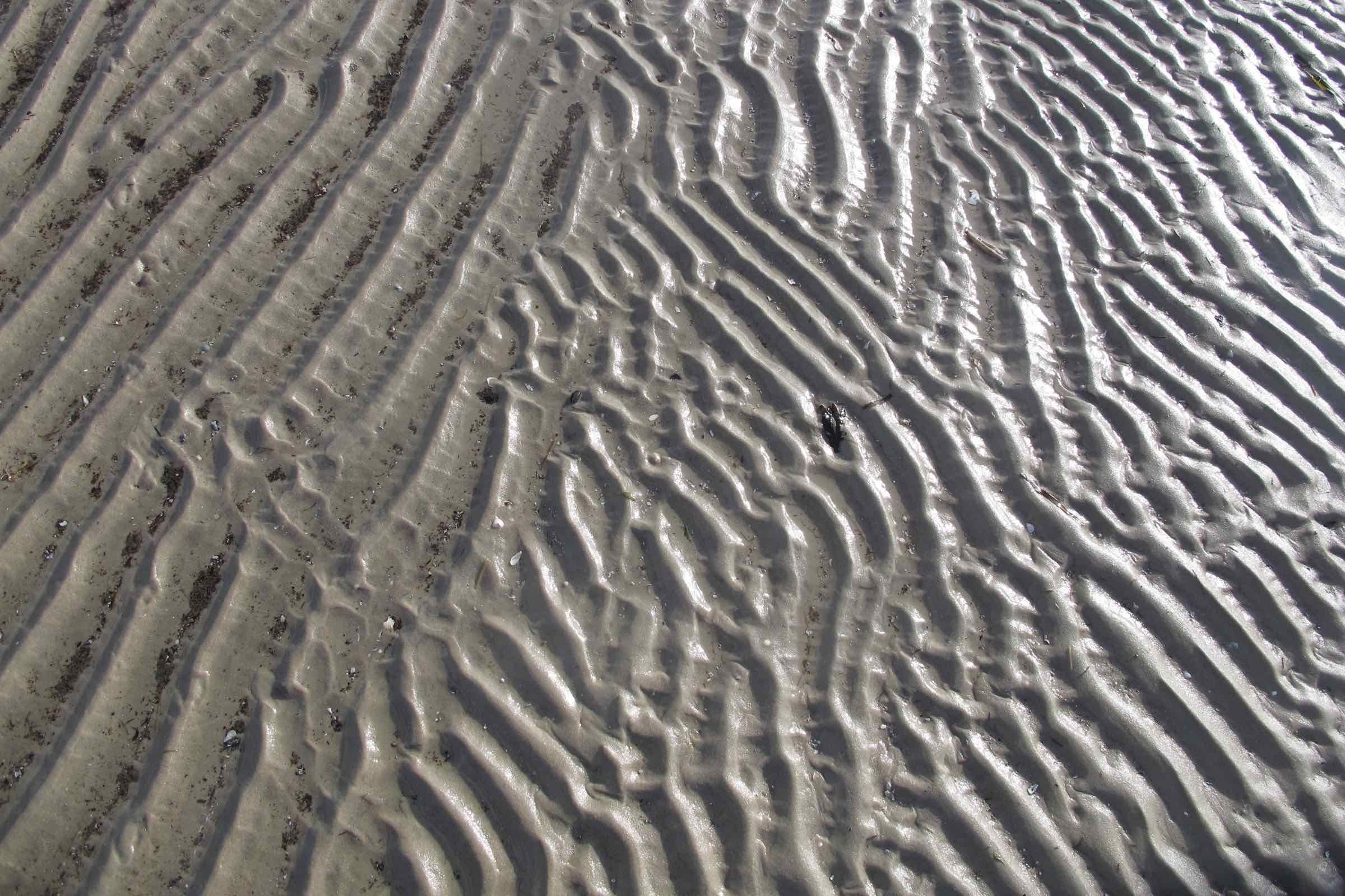 Das Watt ist ein Lebensraum auf den zweiten Blick. Bei dieser Wattwanderung zum großen Priel Norderhever lernen Sie typische Krebse, Schnecken und Muscheln kennen und wir erklären Ebbe und Flut.