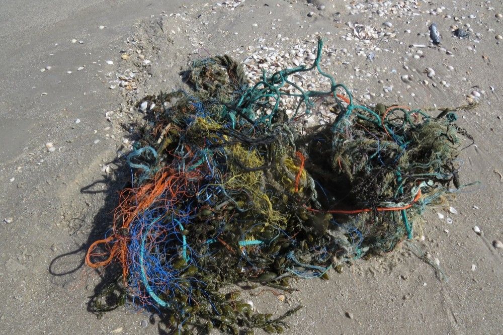 Schleifen Sie selbst ein Stück Bernstein und erfahren Sie Interessantes über die Geschichte des Goldes der Nordsee, wo dieser auf Langeneß gefunden werden kann und über den Nationalpark Wattenmeer.