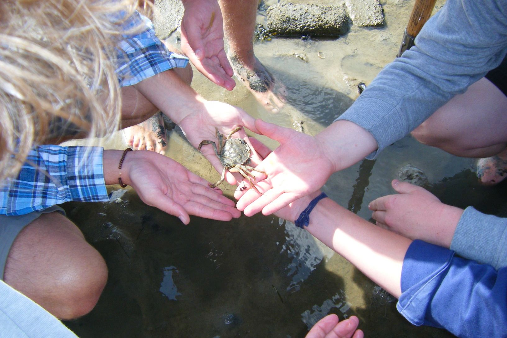 Keine Angst: unsere Strandkrabben zwicken nur, wenn sie sich bedroht fühlen.