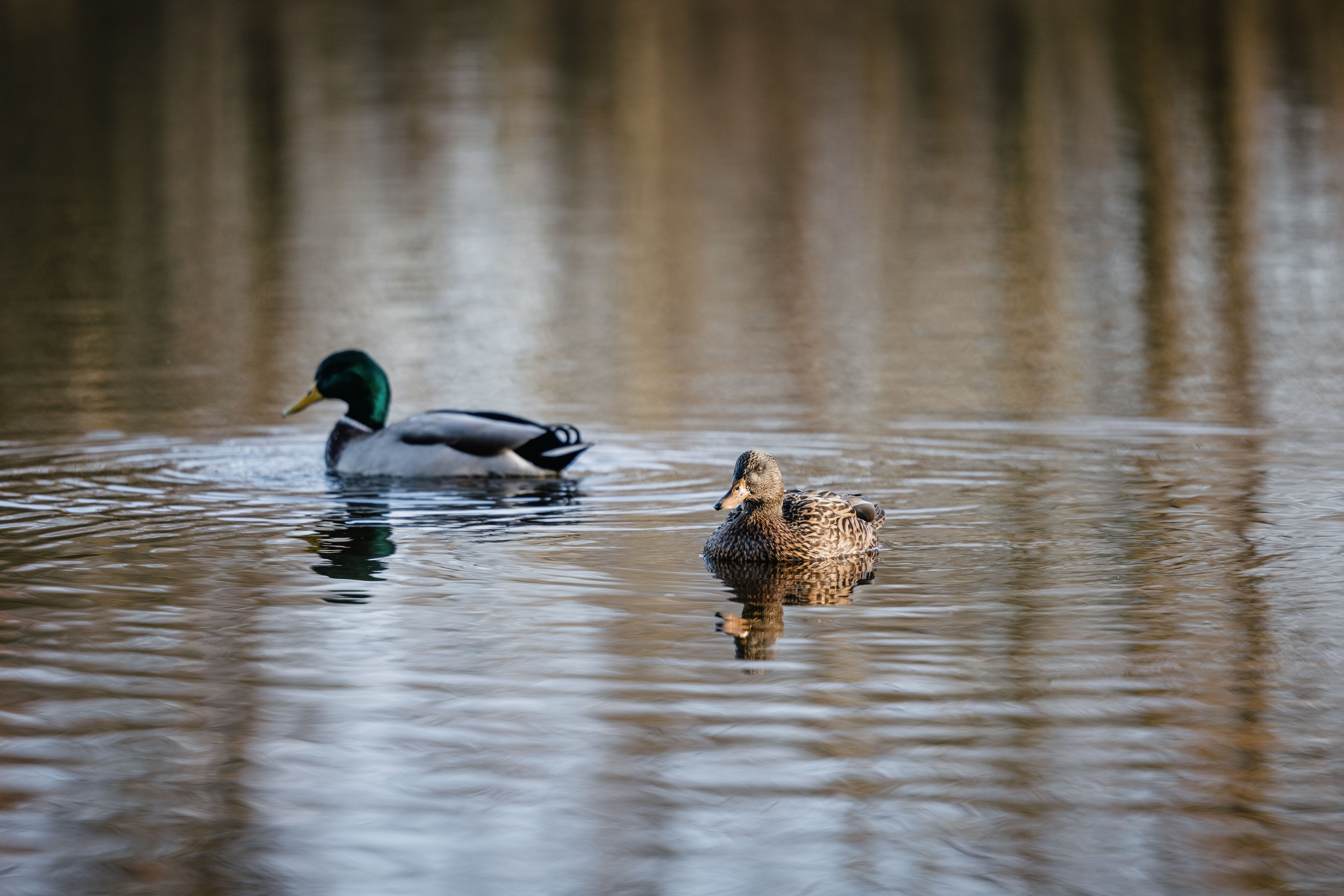 Zwei Stockenten gleiten auf dem Mühlenteich in Bredstedt