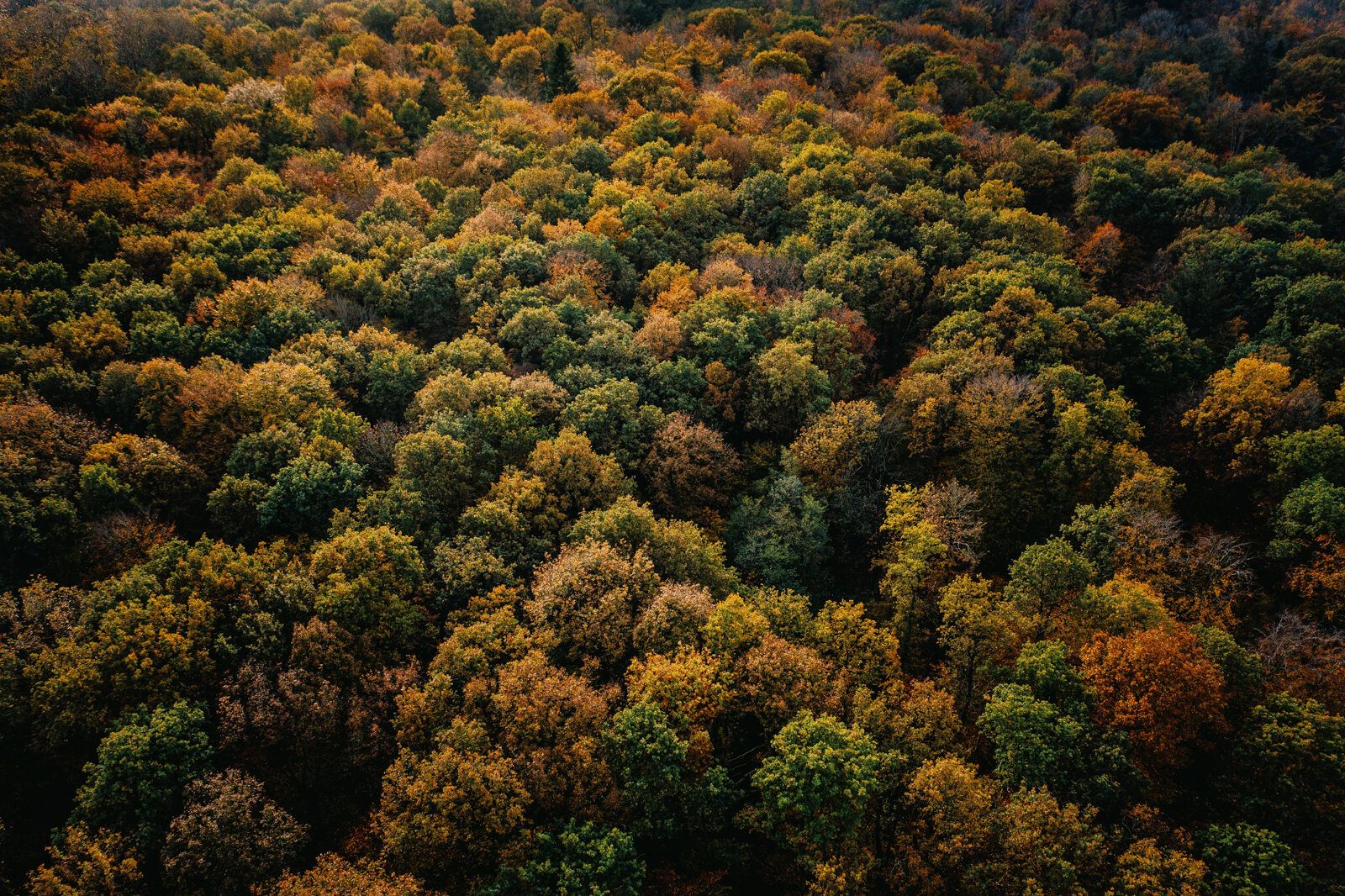 Symbolbild nordfriesisches Waldgebiet