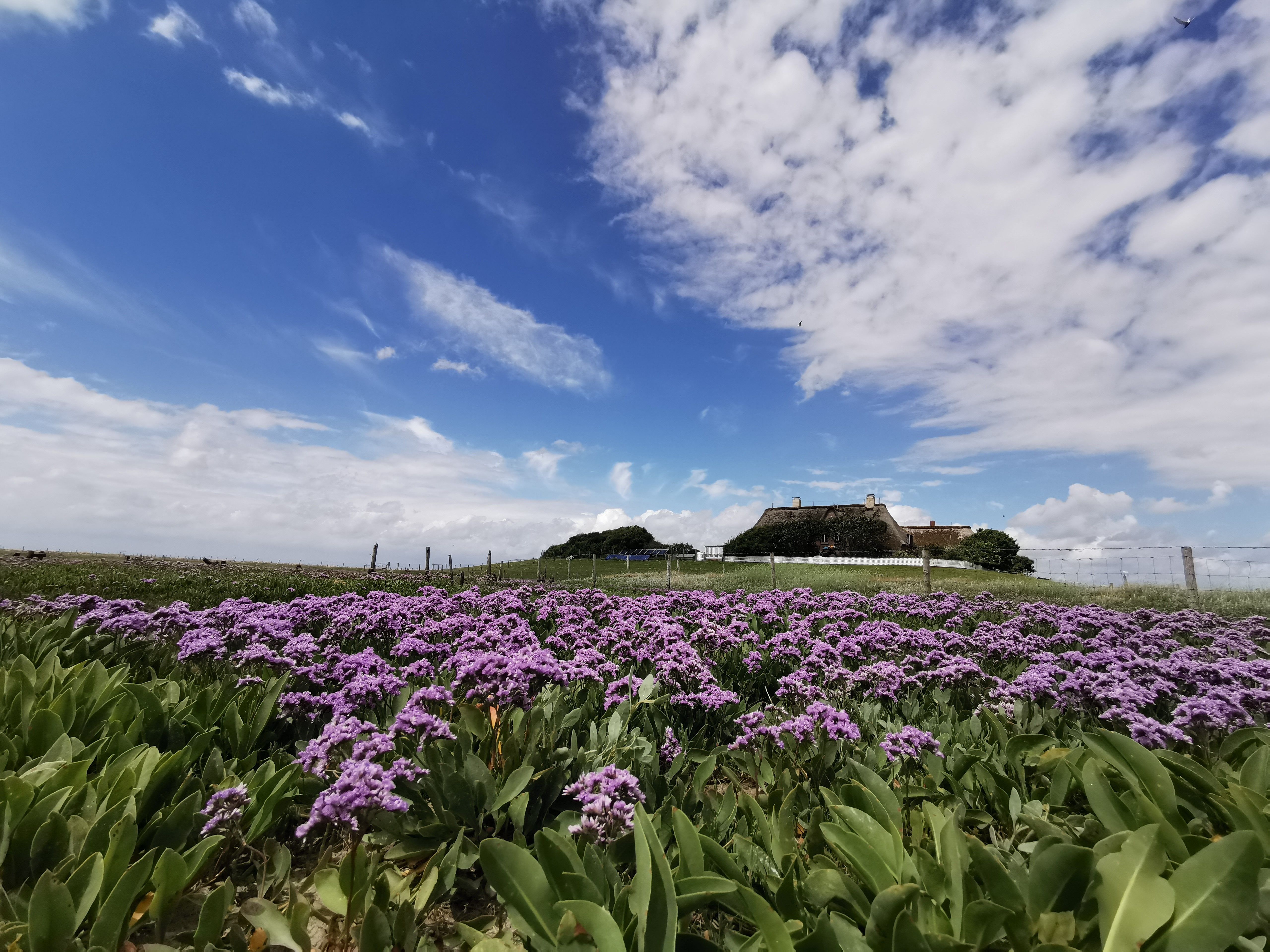 Blick über ein lilafarbenes Blumenmeer auf Hallig Süderoog