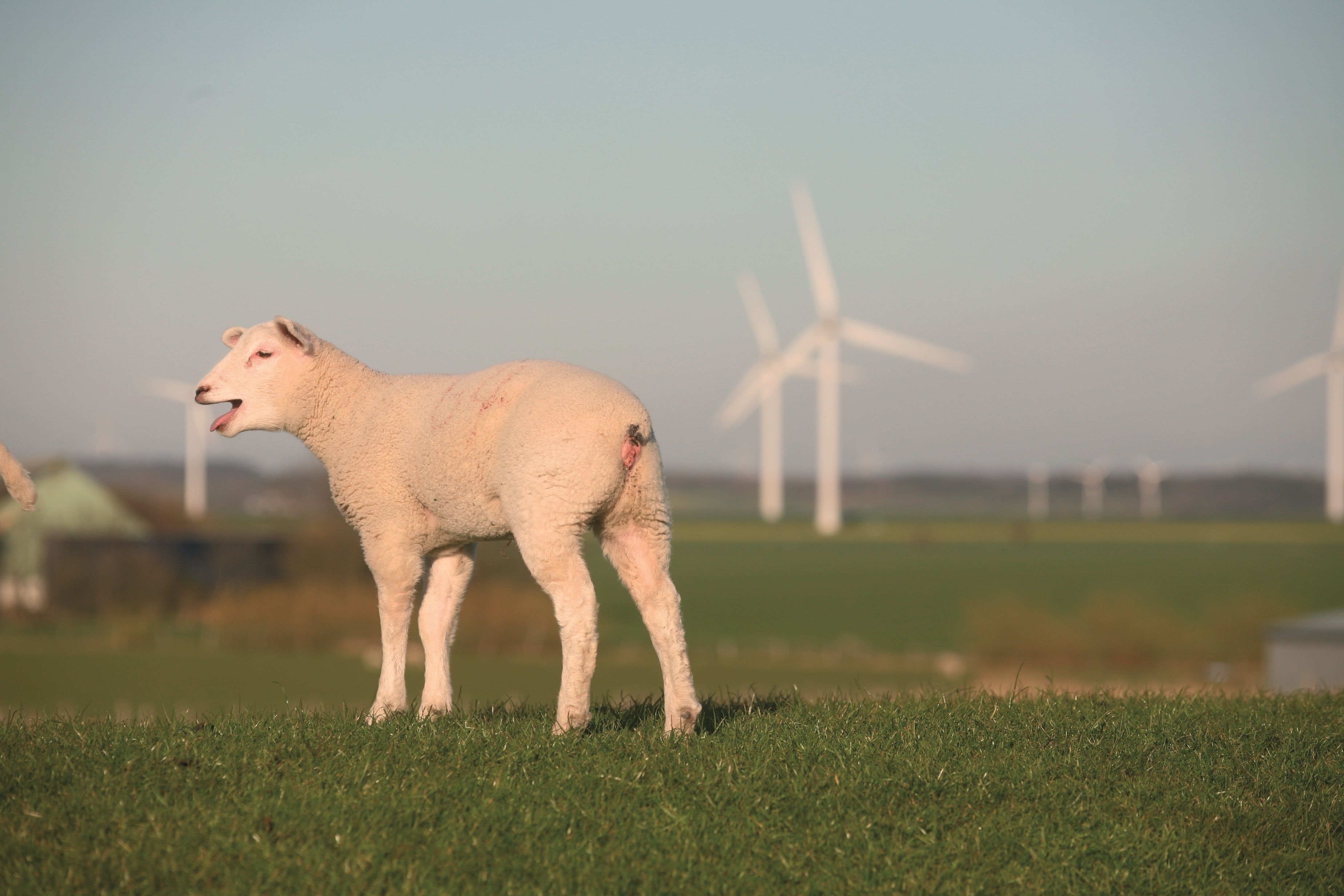 Schaf auf dem grünen Nordseedeich