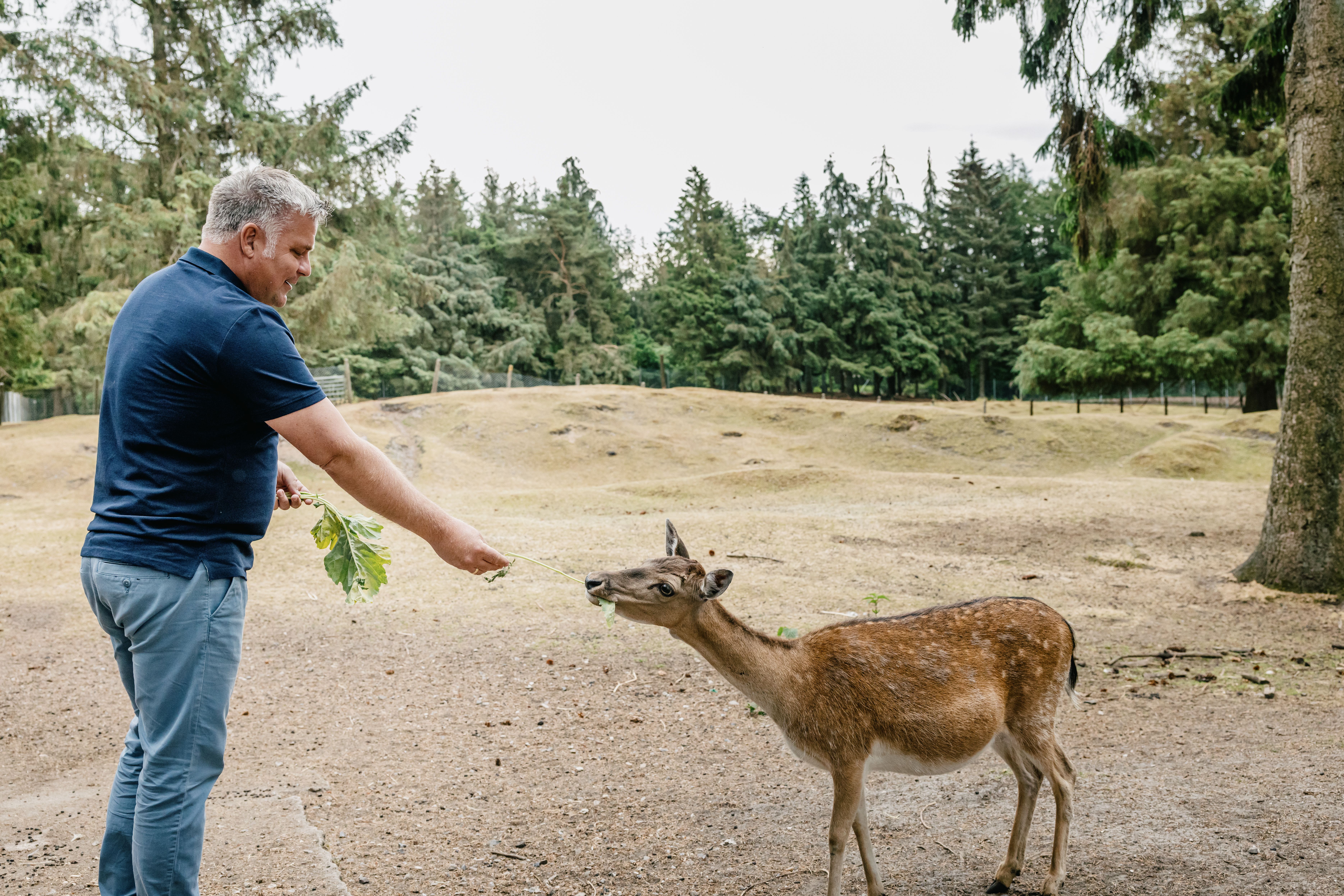 Im Langenberger Forst in Leck Dammwild füttern mit der ganzen Familie