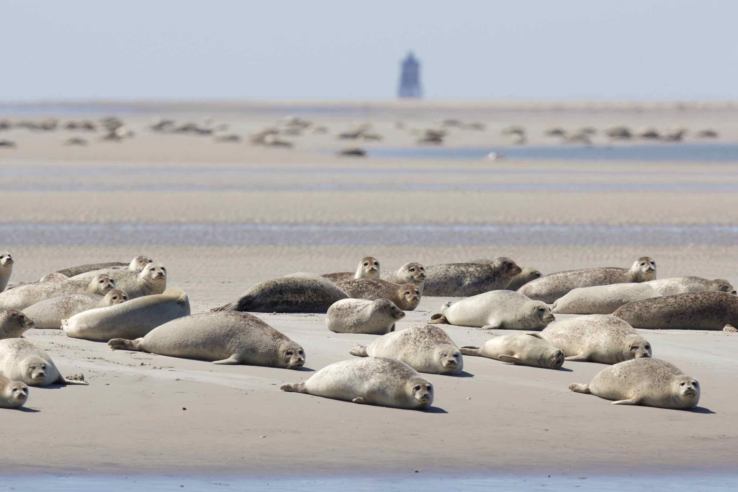 An einem Tag zu einer Sandbank 12 km durchs Watt gehen und dort Vögel zählen? Wir nehmen Sie in diesem eindrucksvoll bebilderten Vortrag mit auf unsere Tour mitten in den Nationalpark.