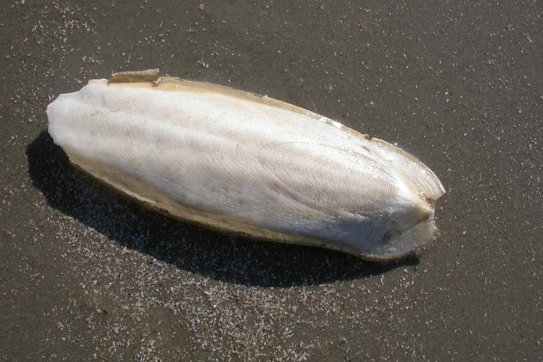 Schleifen Sie mit uns ein Stück Bernstein und lernen Sie diesen und andere Strandfunde besser kennen. Ist der Bernstein eigentlich wirklich ein Stein und wo kann ich ihn finden?