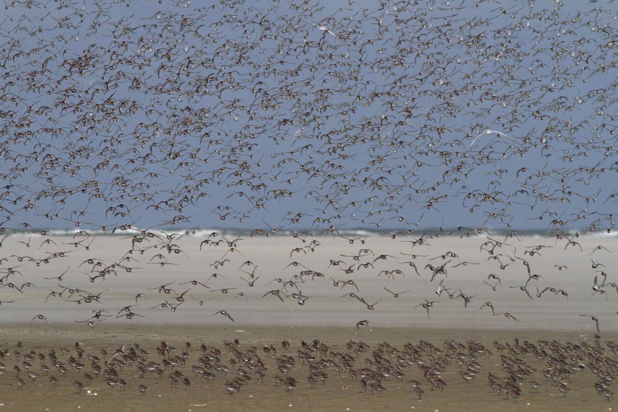 An einem Tag zu einer Sandbank 12 km durchs Watt gehen und dort Vögel zählen? Wir nehmen Sie in diesem eindrucksvoll bebilderten Vortrag mit auf unsere Tour mitten in den Nationalpark.