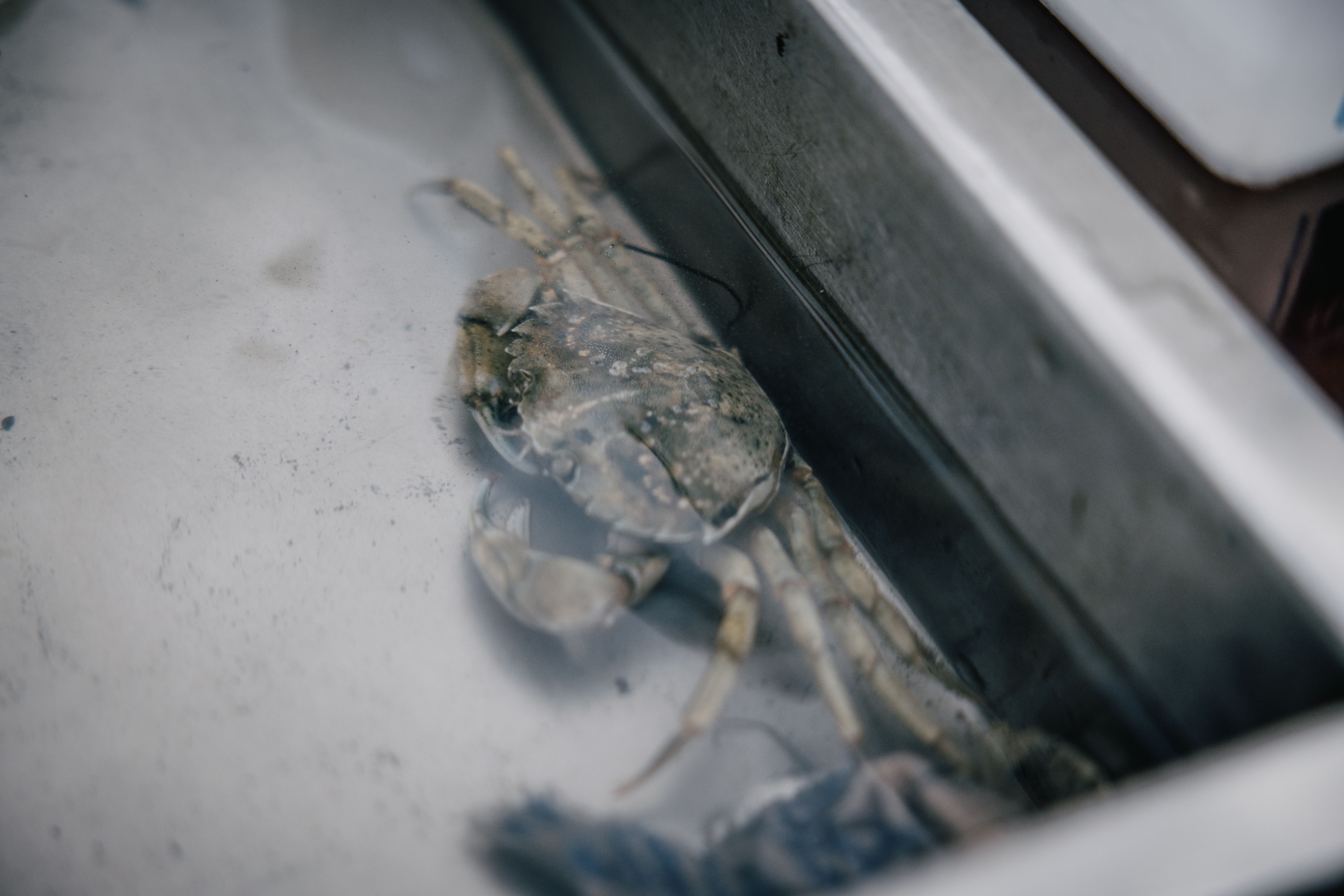 Ein Krebs zu entdecken im Nationalpark Wattenmeer