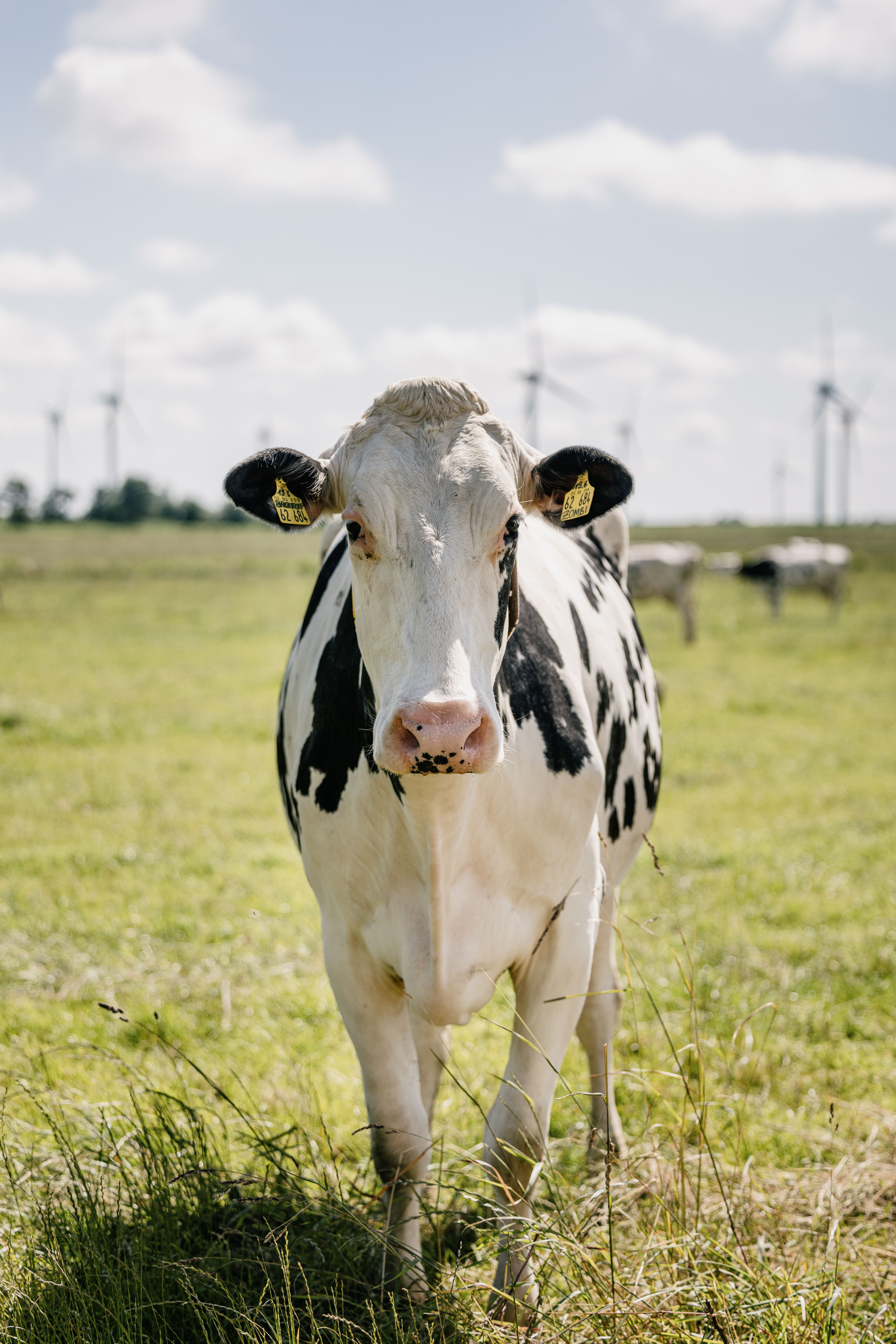 Milch von Kühen für frische Milchprodukte