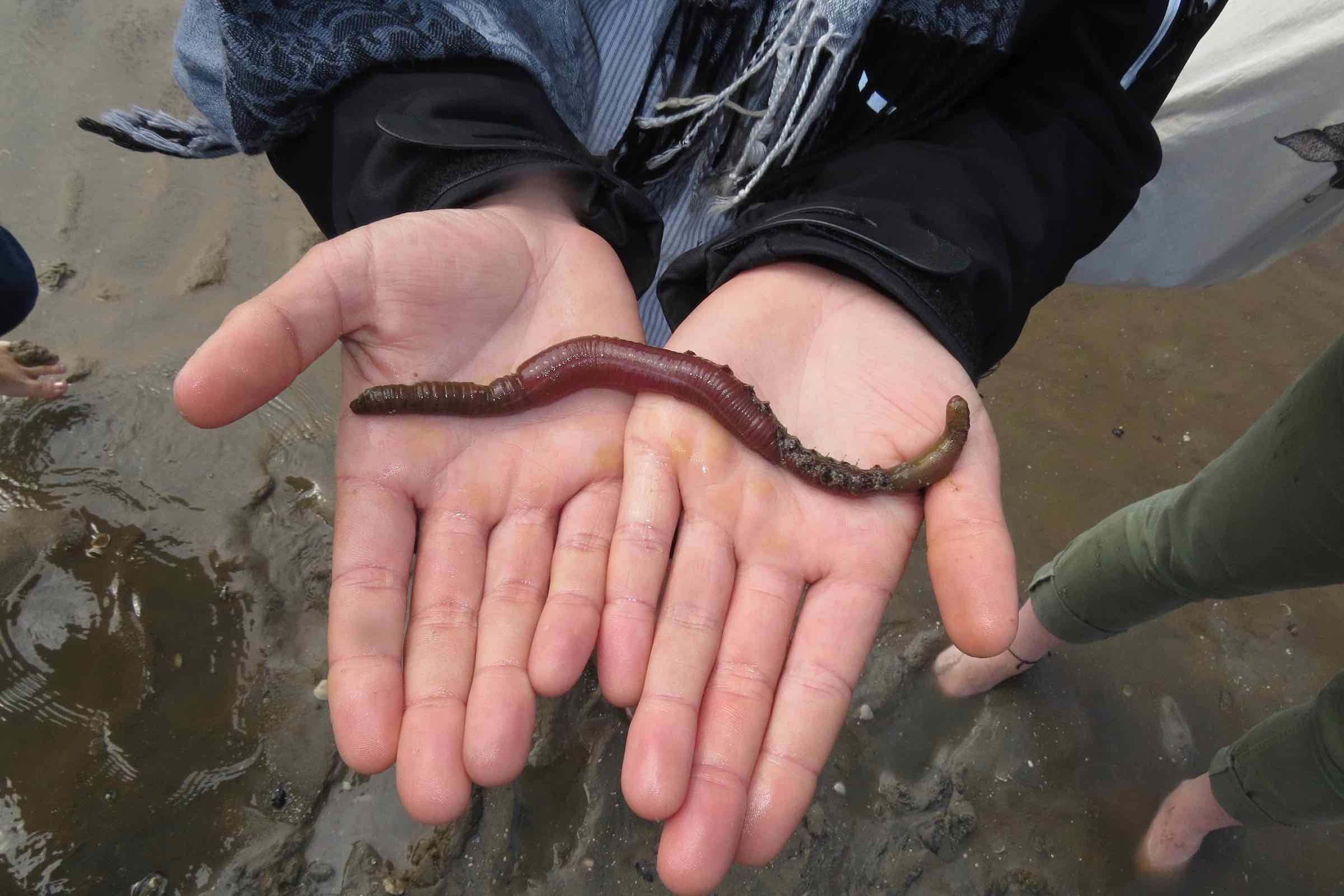 Entdeckt mit uns das Abenteuer Wattenmeer. Auf unserer Wattwanderung für Kinder und Familien lernen wir den Wattwurm und weitere Bewohner des Meeres kennen.