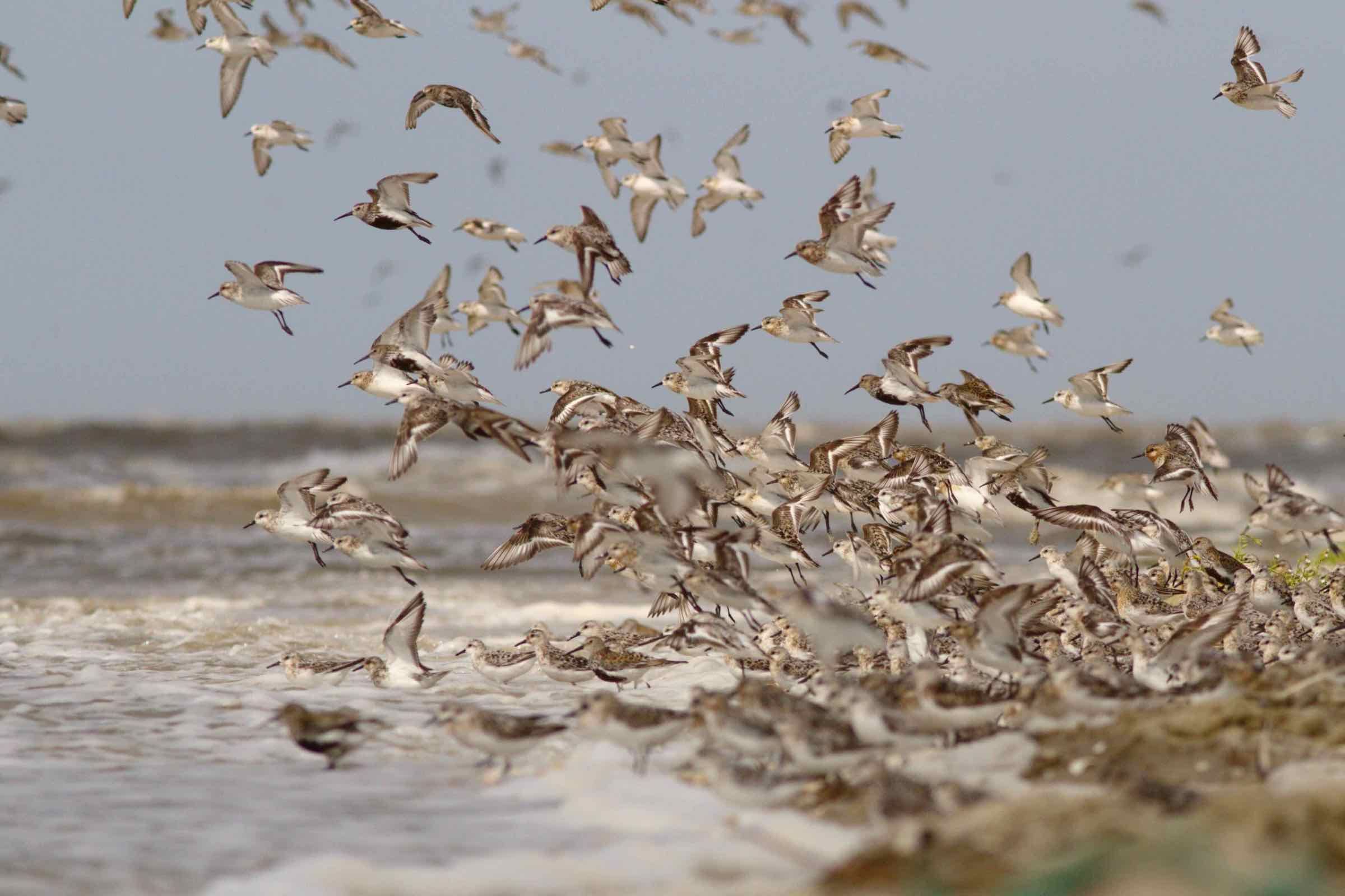 Haben sie schon etwas von Austernfischer, Rotschenkel oder Alpenstrandläufer gehört? Mit Fahrrad und Fernglas beobachten wir zu Hochwasser diese und weitere Vögel aus nächster Nähe.