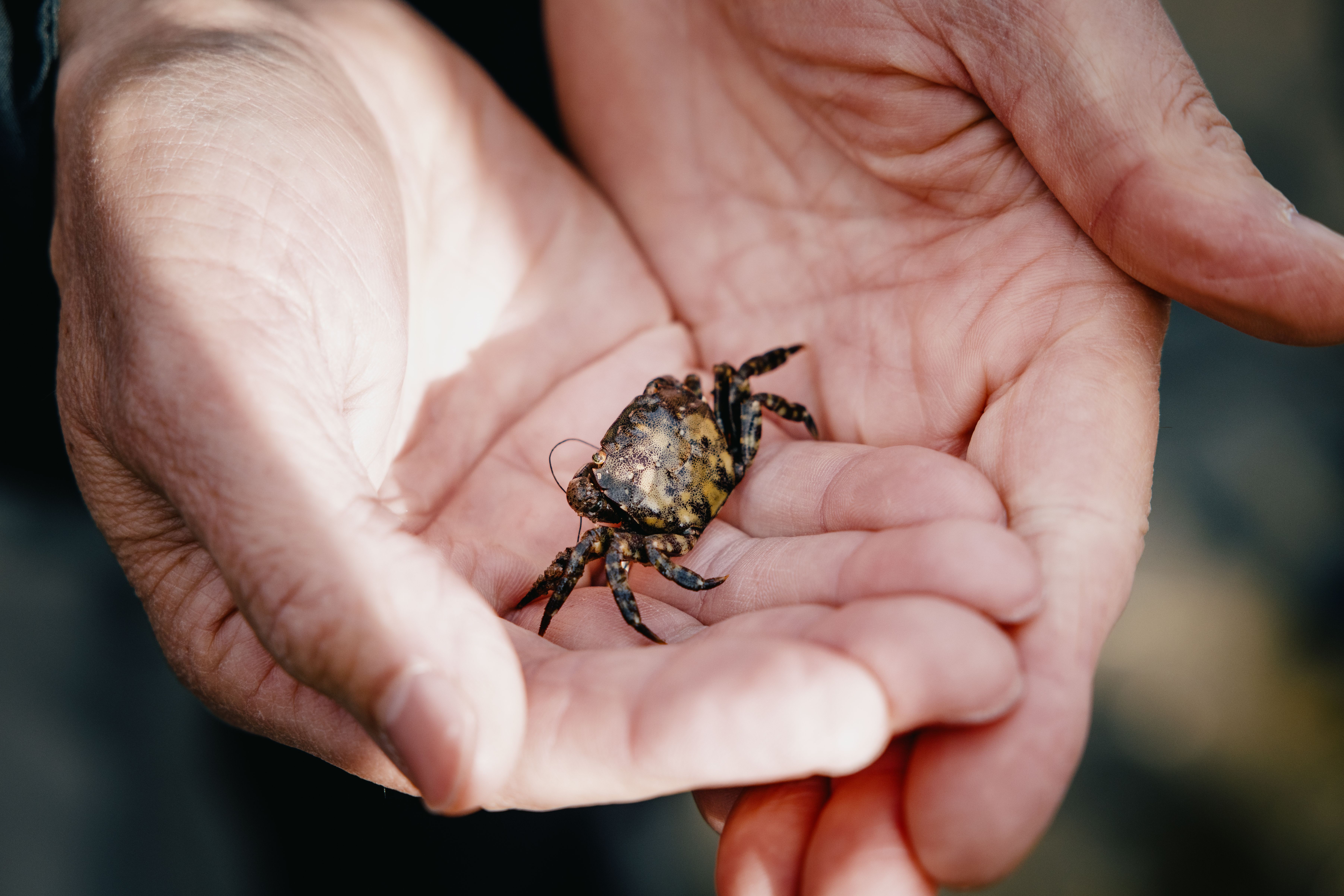Krabbe im Wattenmeer während Wattführung
