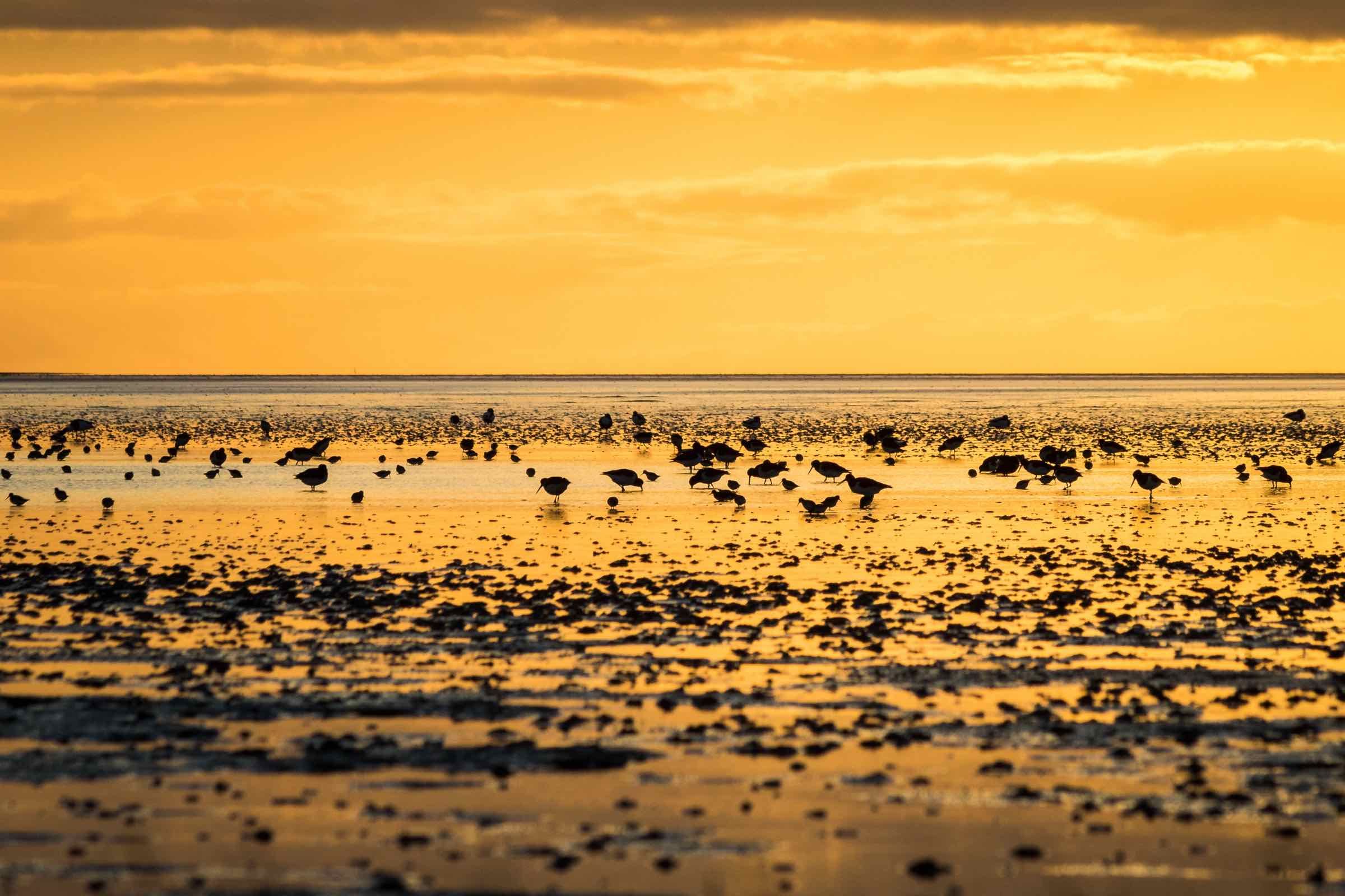 Während abends die Sonne untergeht und die Nacht hereinbricht, schauen wir uns gemeinsam die umliegenden Leuchttürme an und lauschen Gedichten und Sagen rund um Pellworm und Nordfriesland.