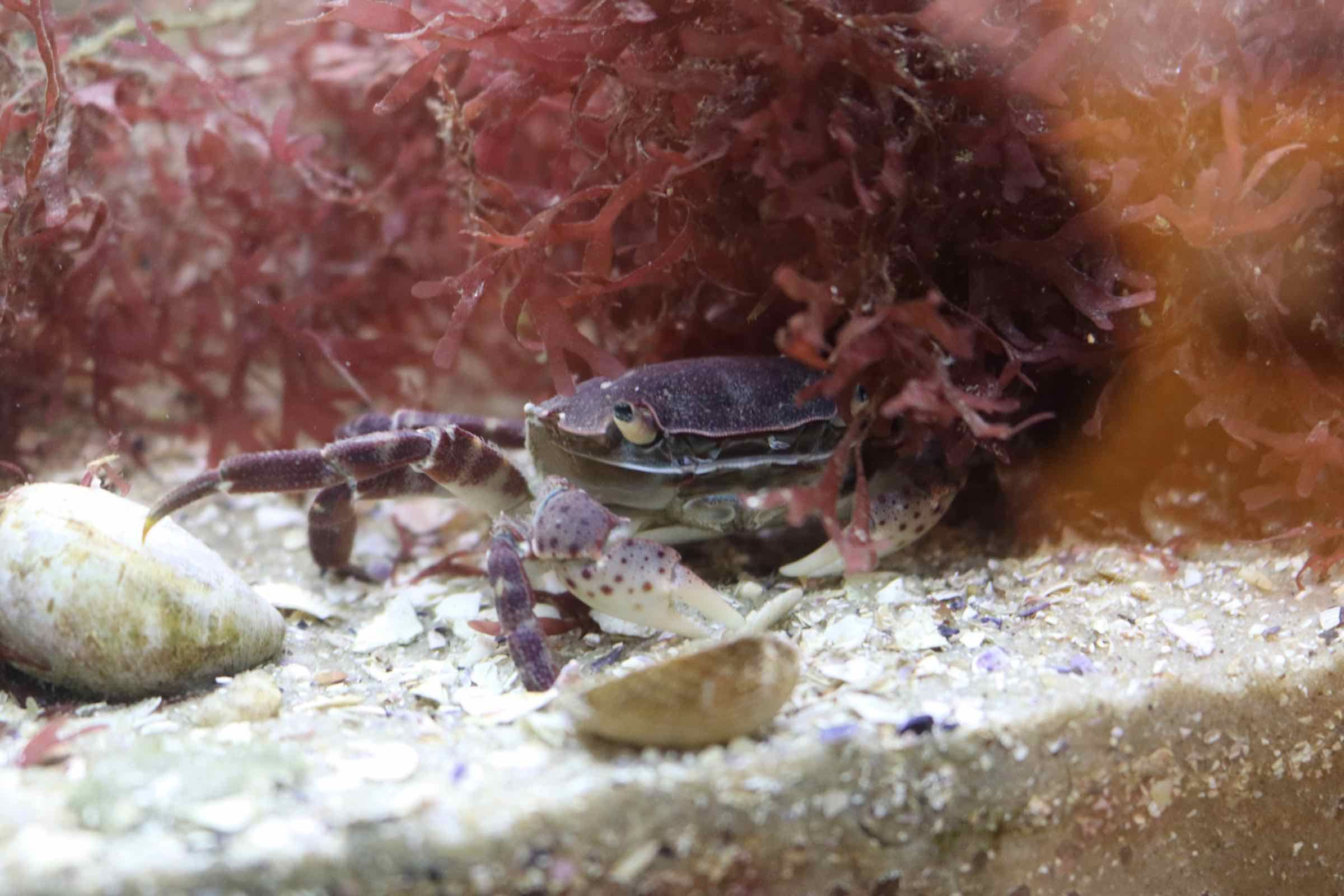 Aquarien geben uns die Möglichkeit unter die Wasseroberfläche zu blicken und die dortigen Tiere zu beobachten. Bei der Fütterung bekommen wir die häufigsten Fische des Wattenmeers so zu sehen.