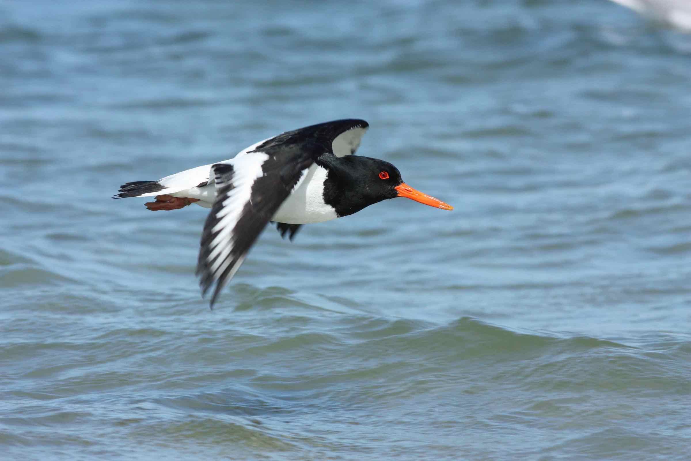 Mit Fernglas und Fernrohr beobachten wir zu Hochwasser rastende Watvögel im Beltringharder Koog, stellen ausgewählte Arten vor und erklären, warum das Wattenmeer für viele Vögel so wichtig ist.