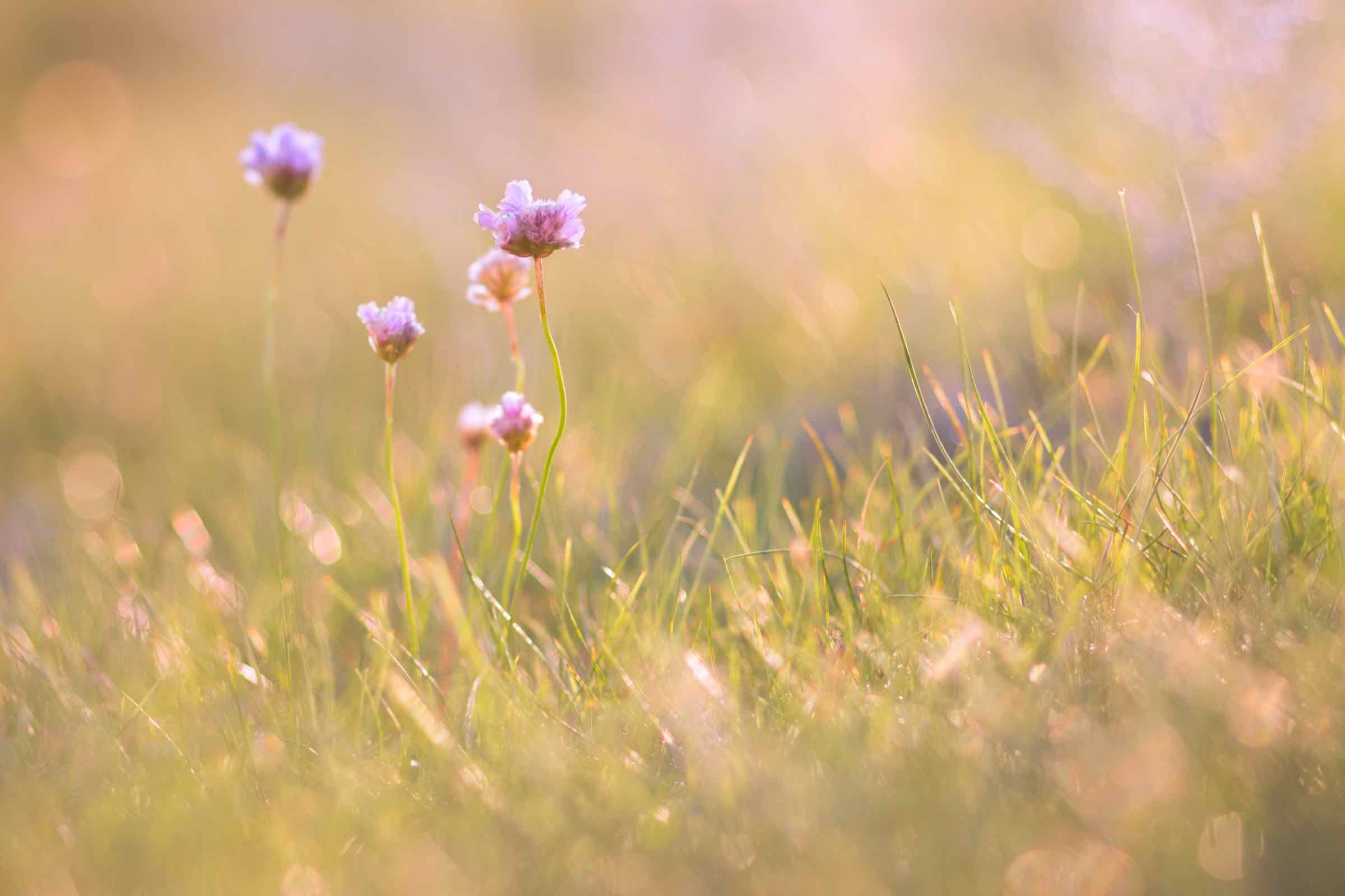 In dem ansprechend gestalteten Vortrag stellen wir den Lebensraum Salzwiese, die dort vorkommenden Pflanzen und weitere Bewohner vor.