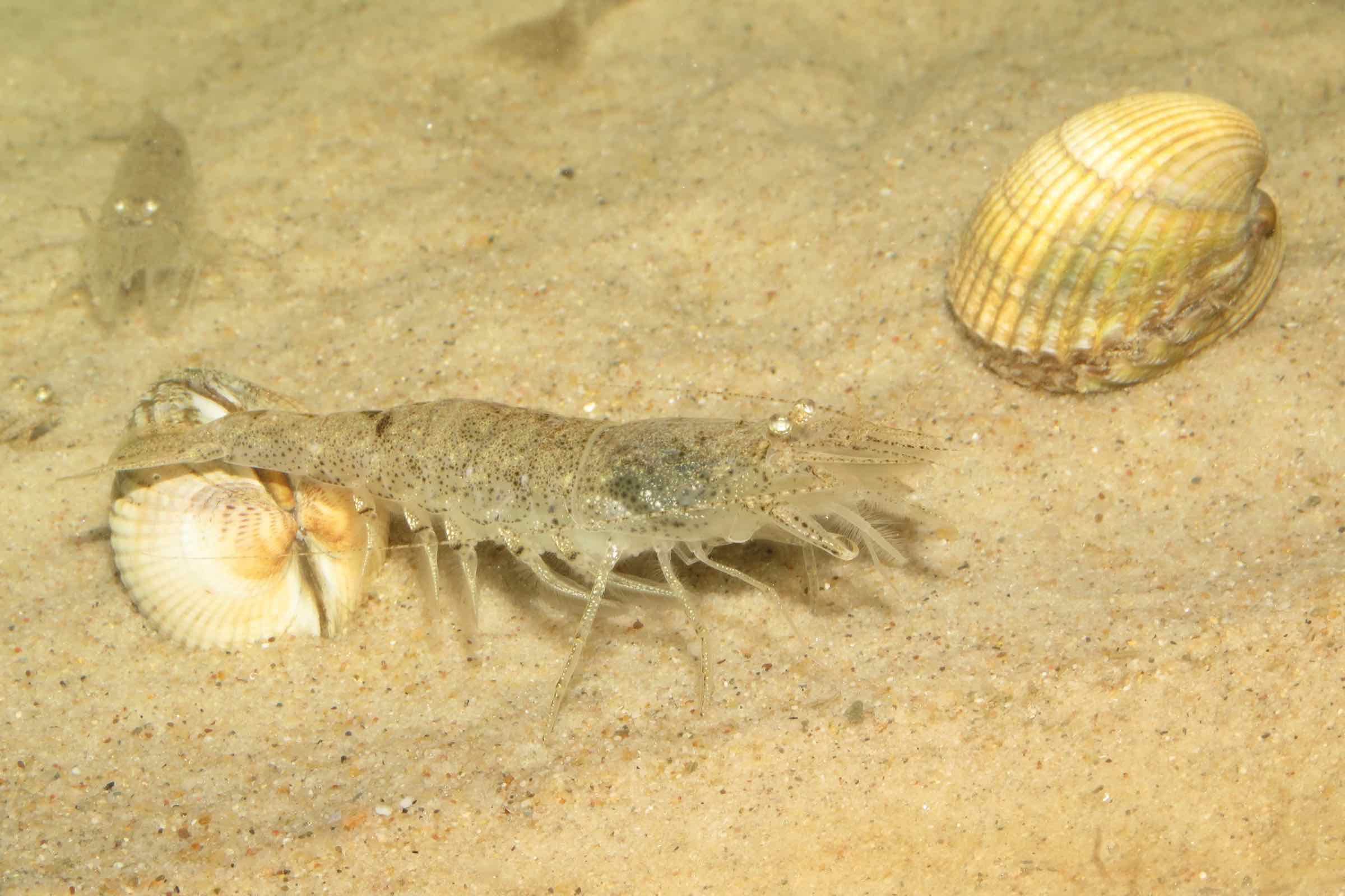 Mit einem kleinen Kescher fangen wir Nordseegarnelen in einem Priel zwischen Föhr und Langeneß.