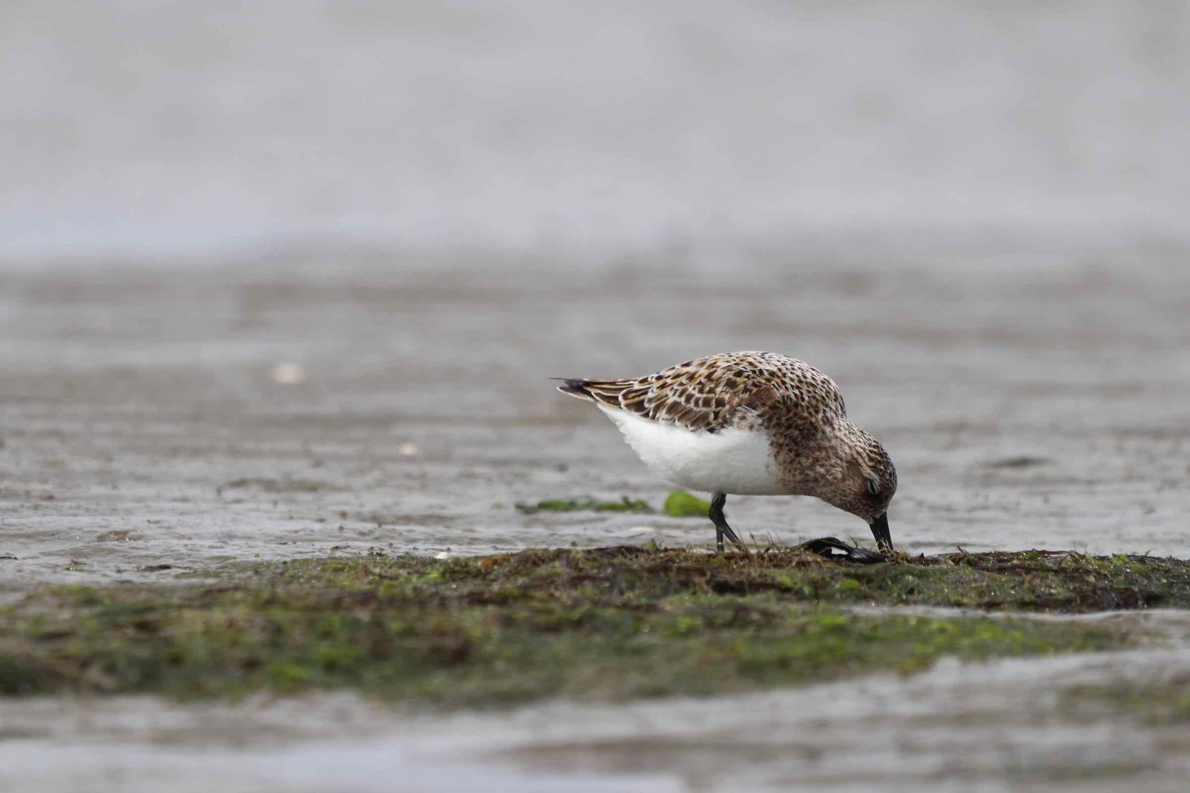Vogelwelt und Wattenmeer, beides hängt direkt zusammen. Bei Ebbe gehen wir gemeinsam ins Watt und beobachten hier die Vögel bei der Nahrungssuche aus nächster Nähe mit Fernglas und Fernrohr.