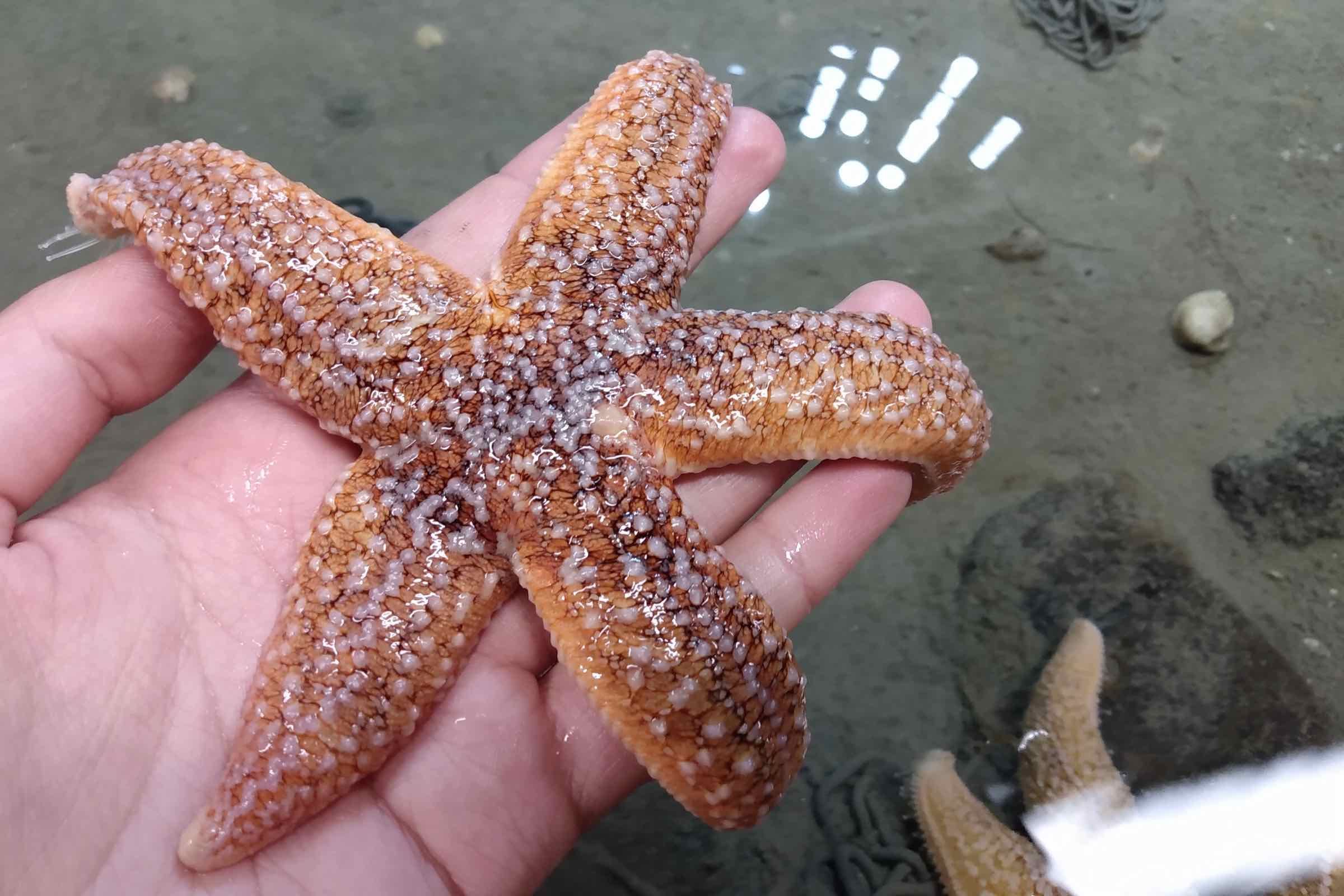 Aquarien geben uns die Möglichkeit unter die Wasseroberfläche zu blicken und die dortigen Tiere zu beobachten. Bei der Fütterung bekommen wir die häufigsten Fische des Wattenmeers so zu sehen.