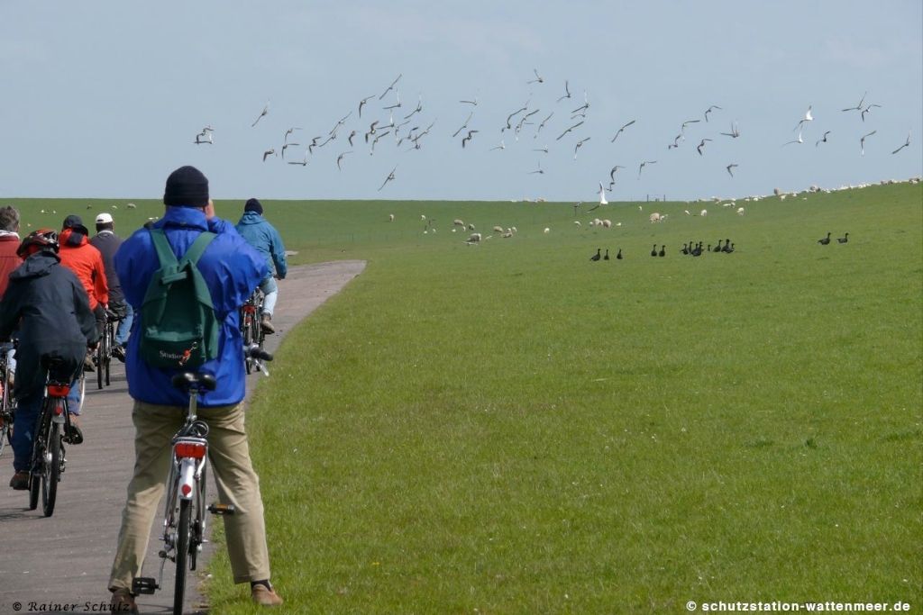 Bei dieser geführten Radtour lernen Sie die spannende Vogelwelt der Insel Pellworm kennen. Mit Fernrohr und Fernglas kommen wir den Vögeln ganz nah und entdecken die wichtigsten Arten.