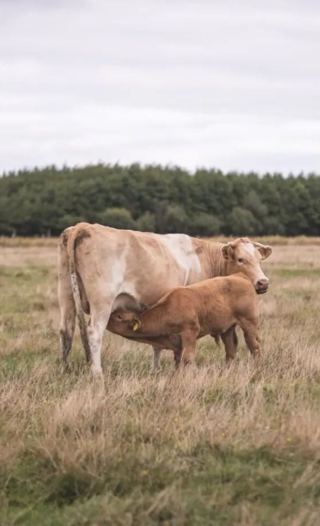 Beim Rodenäser Weiderind sind die Kälber bei der Mutterkuh auf der Weide