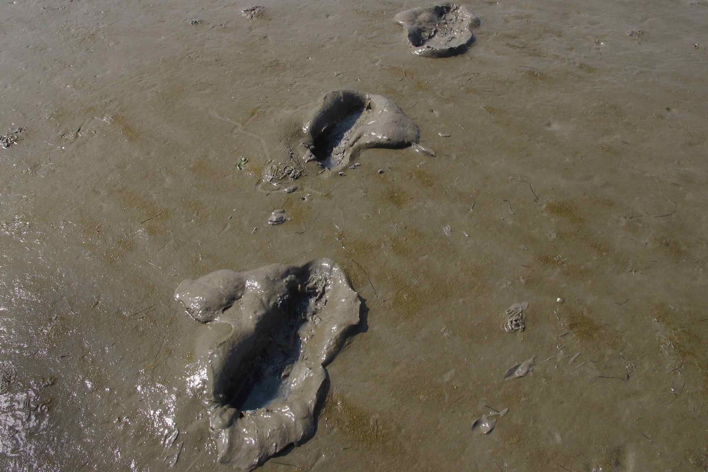 Begleiten Sie uns auf dieser interessanten (und herausfordernden) Wanderung durch das Weltnaturerbe Wattenmeer zur Hallig Nordstrandischmoor und zurück (Dauer: etwa 5 Stunden, Strecke: 8 km).