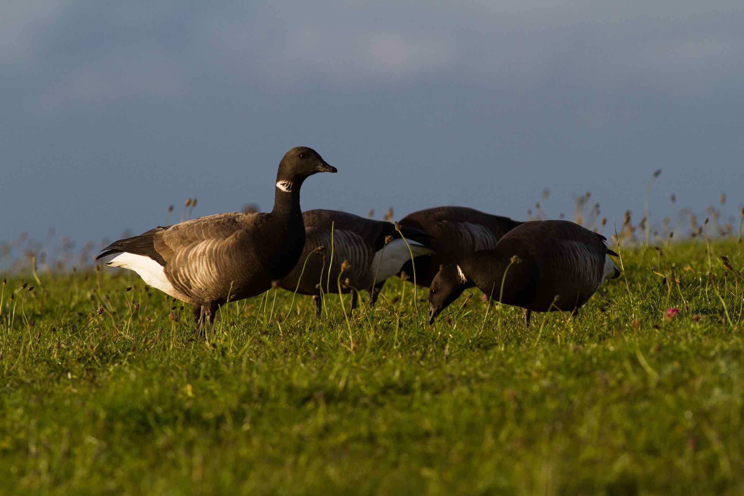 Ca. 20.000 dunkelbäuchige Ringelgänse rasten zeitweilig im Frühling auf der Hallig Langeneß.