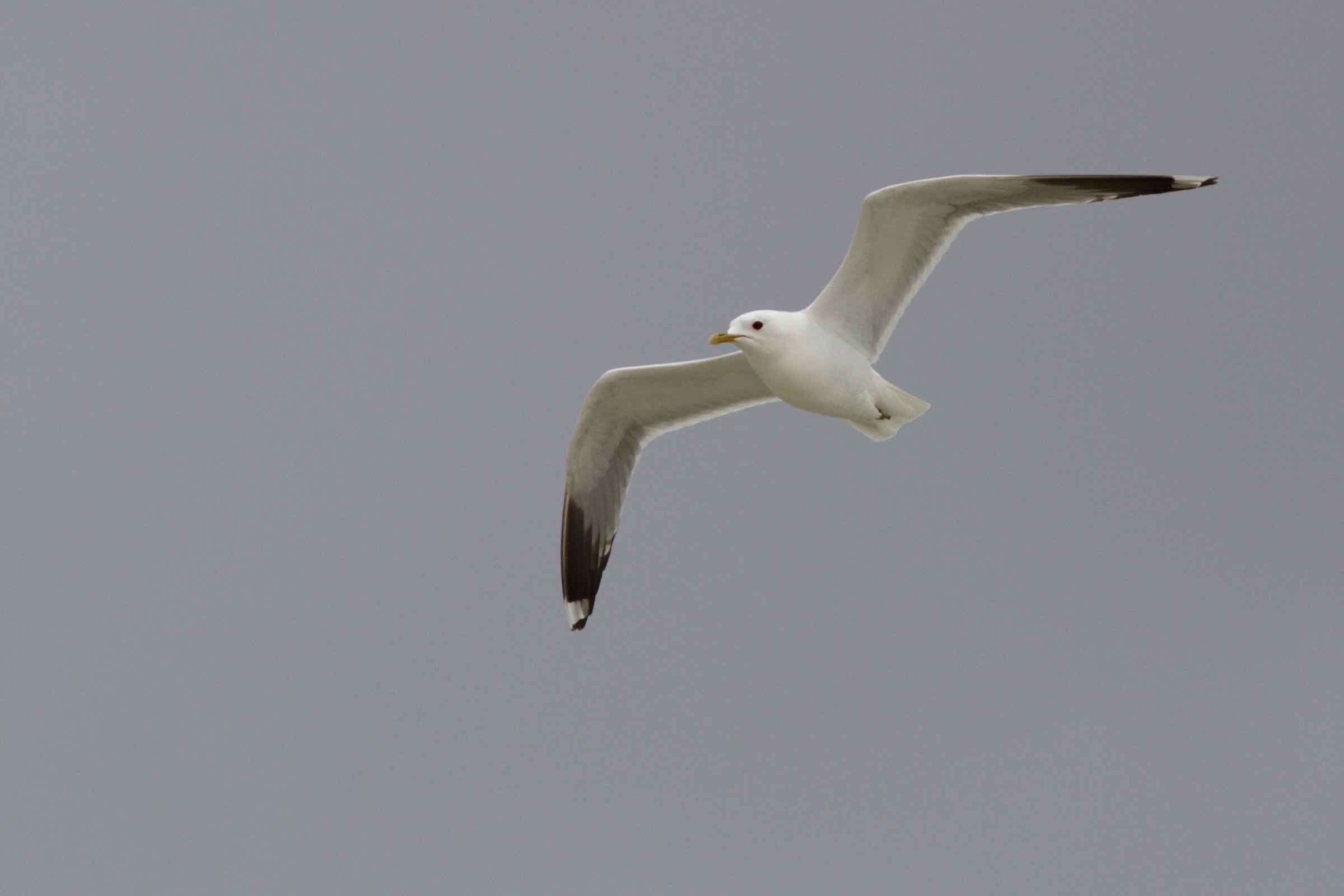 Bei dieser geführten Radtour lernen Sie die spannende Vogelwelt der Insel Pellworm kennen. Mit Fernrohr und Fernglas kommen wir den Vögeln ganz nah und entdecken die wichtigsten Arten.