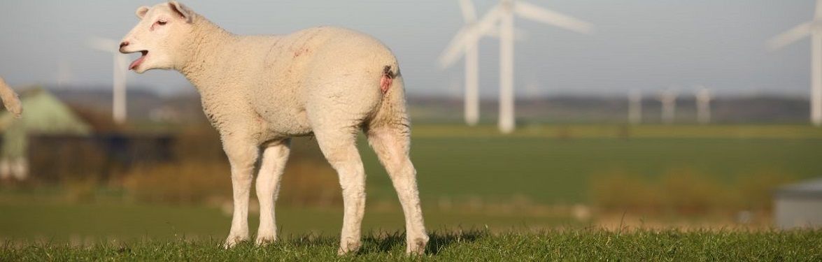 Schaf auf dem grünen Nordseedeich