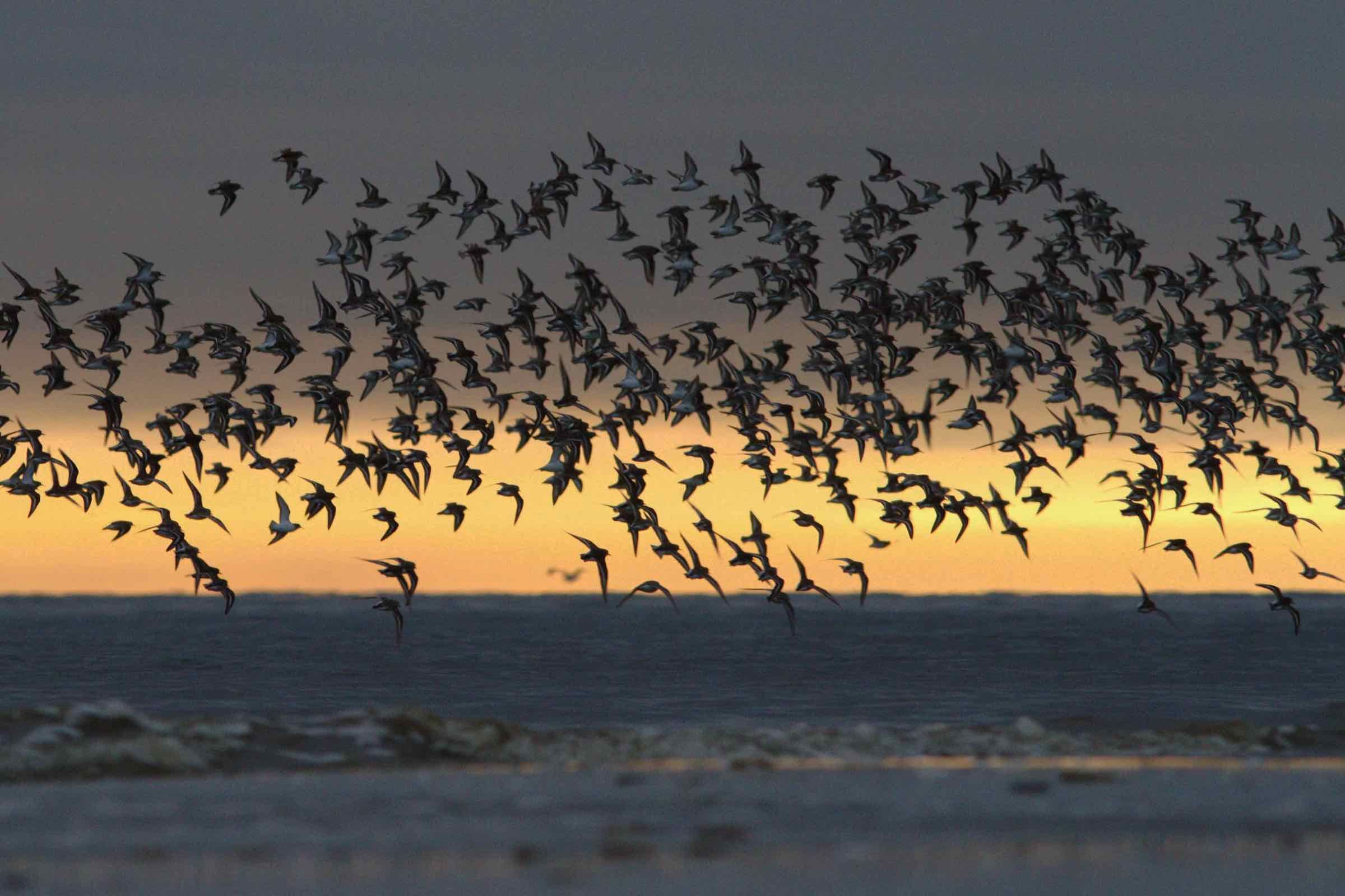 Kommen Sie mit zu einer nächtlichen Wanderung auf dem Deich. Vor der stimmungsvollen Kulisse des Wattenmeers lauschen wir der Natur, widmen uns den Lichtern am Horizont und ausgewählten Geschichten.