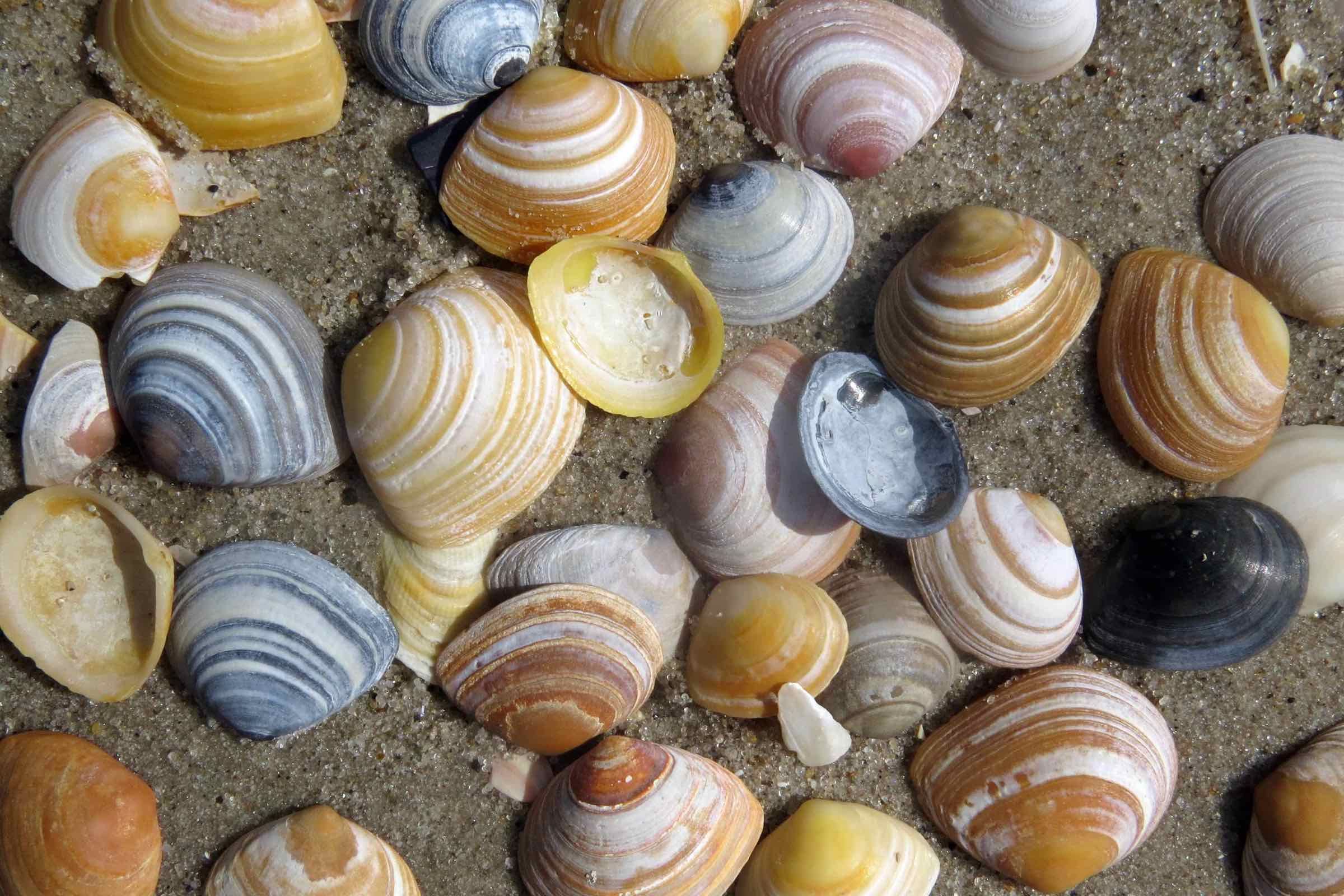 Entdeckt mit uns das Abenteuer Wattenmeer. Auf unserer Wattwanderung für Kinder und Familien lernen wir den Wattwurm und weitere Bewohner des Meeres kennen.