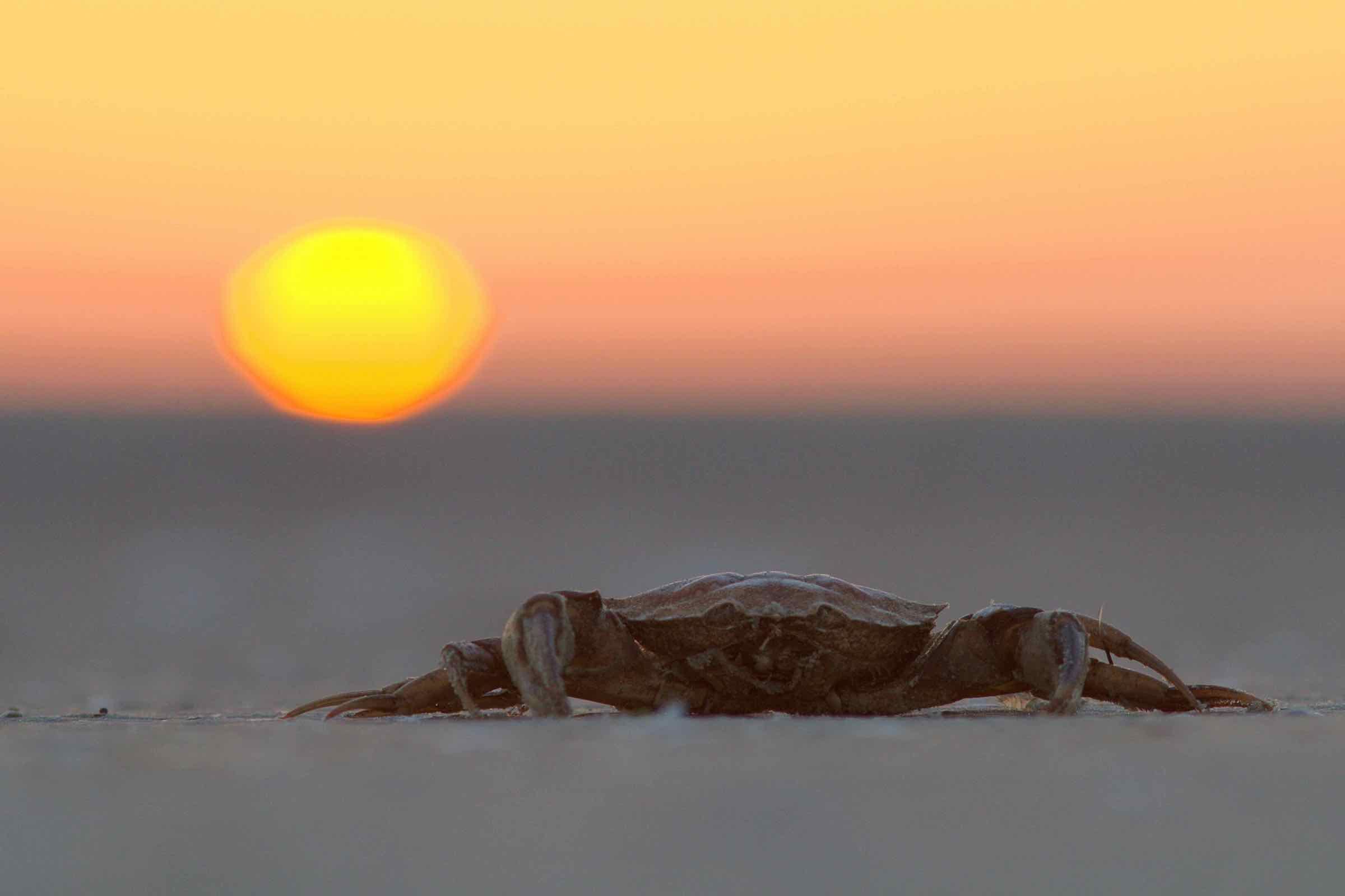 Erleben Sie das Weltnaturerbe hautnah: Die Schutzstation Wattenmeer auf Nordstrand zeigt Ihnen bei dieser Wattführung den Lebensraum von Wattwurm, Herzmuschel und Strandkrabbe und erklärt die Gezeiten.