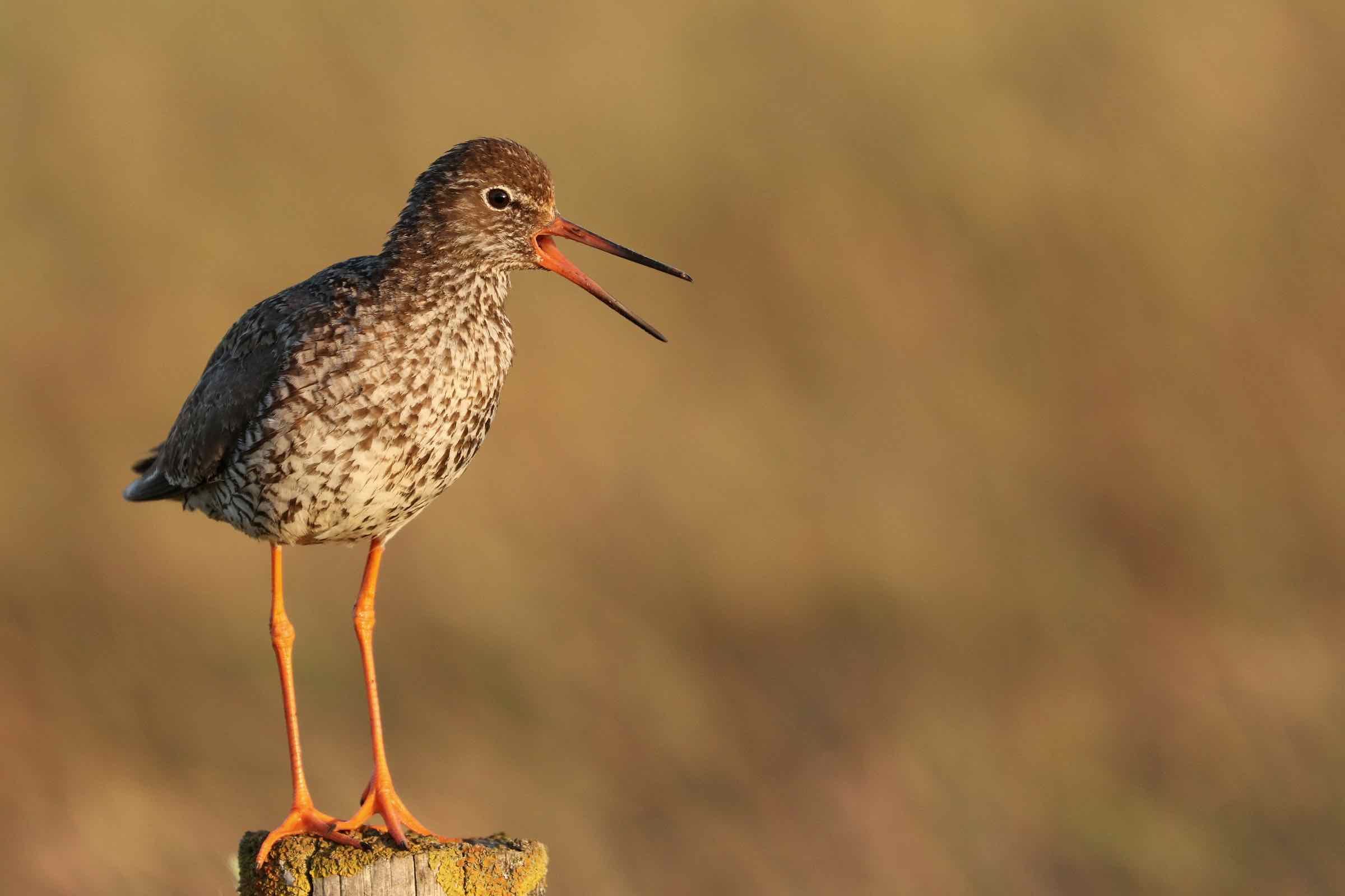 Der eindrucksvoll bebilderte Vortrag stellt die häufigsten Vogelarten der Hallig Langeneß vor, erklärt wie sie gezählt werden und warum das Wattenmeer eine so große Bedeutung für sie besitzt.